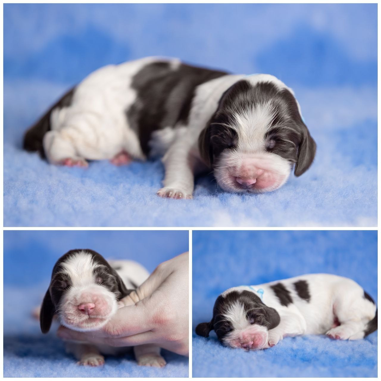 English Springer Spaniel male puppy blue collar January 2026