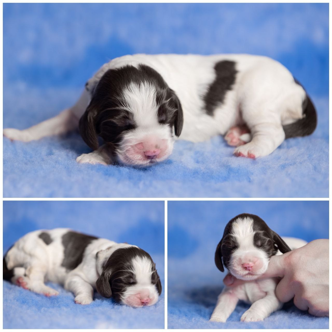 English Springer Spaniel female puppy grey collar January 2026