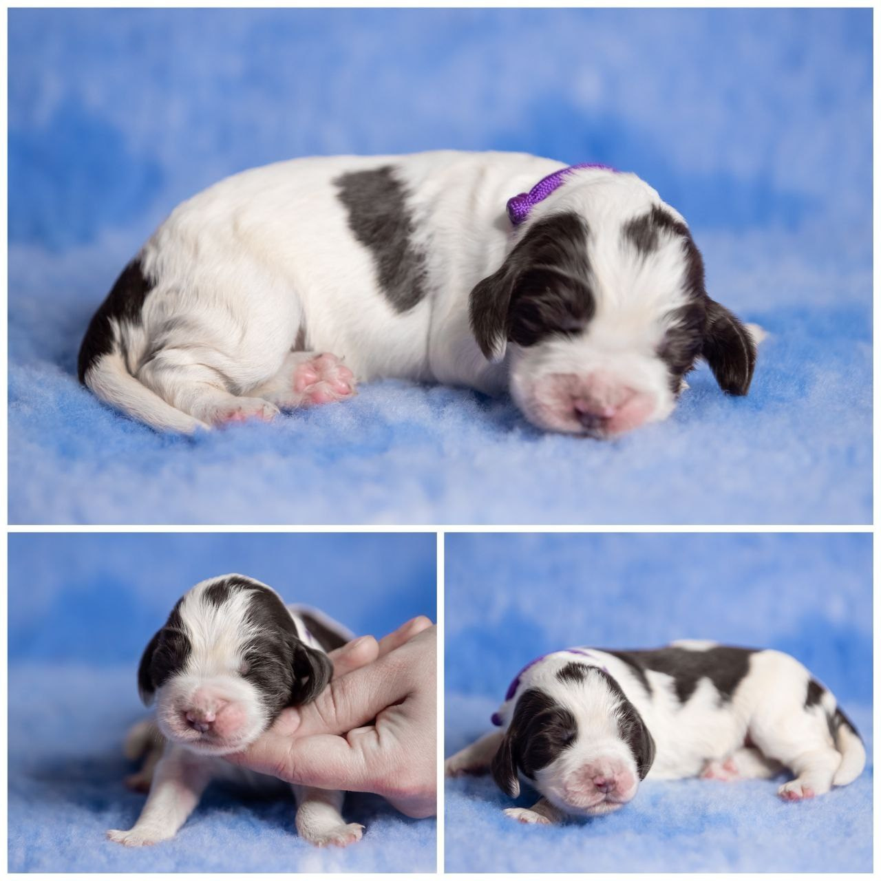 English Springer Spaniel female puppy purple collar January 2026