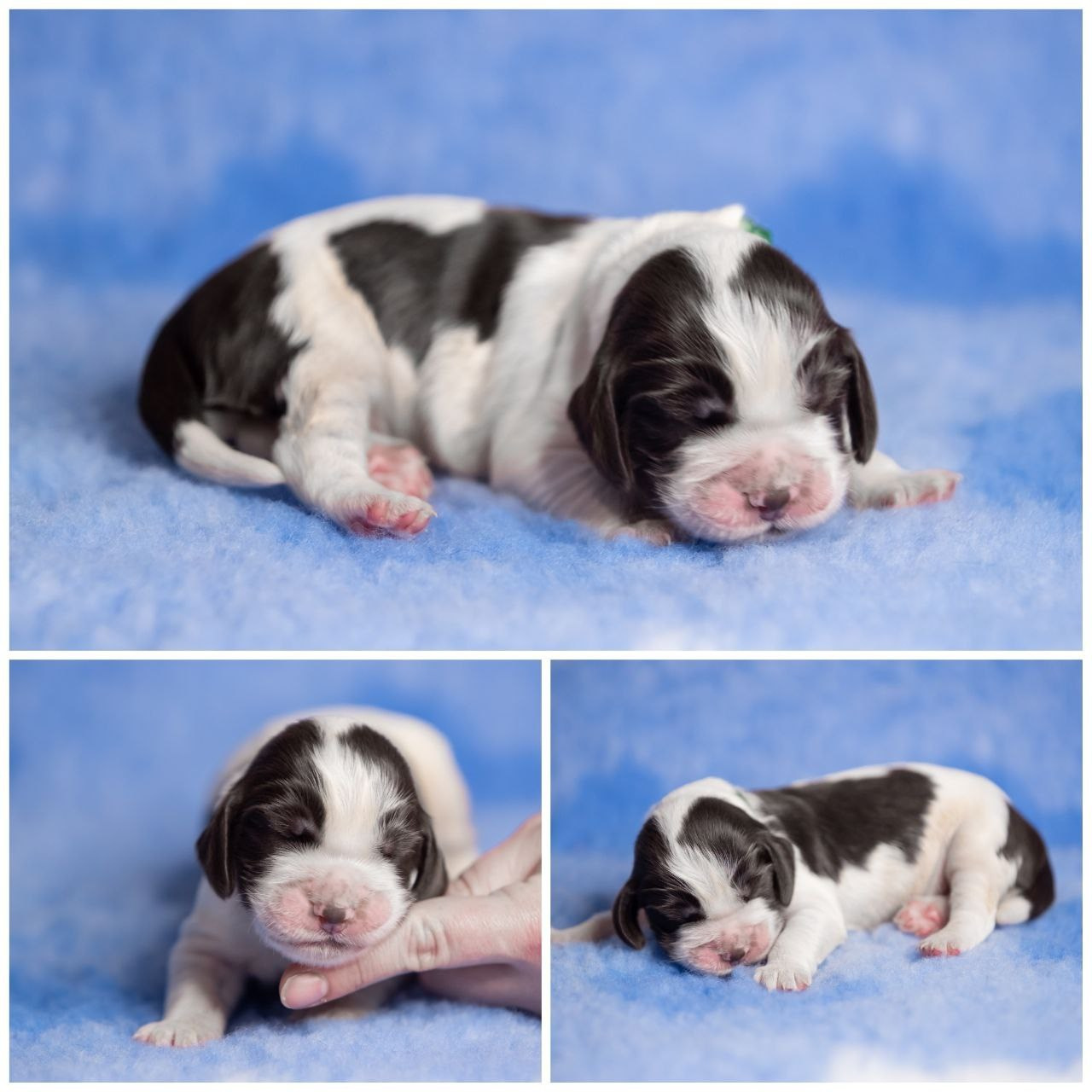 English Springer Spaniel male puppy green collar January 2026