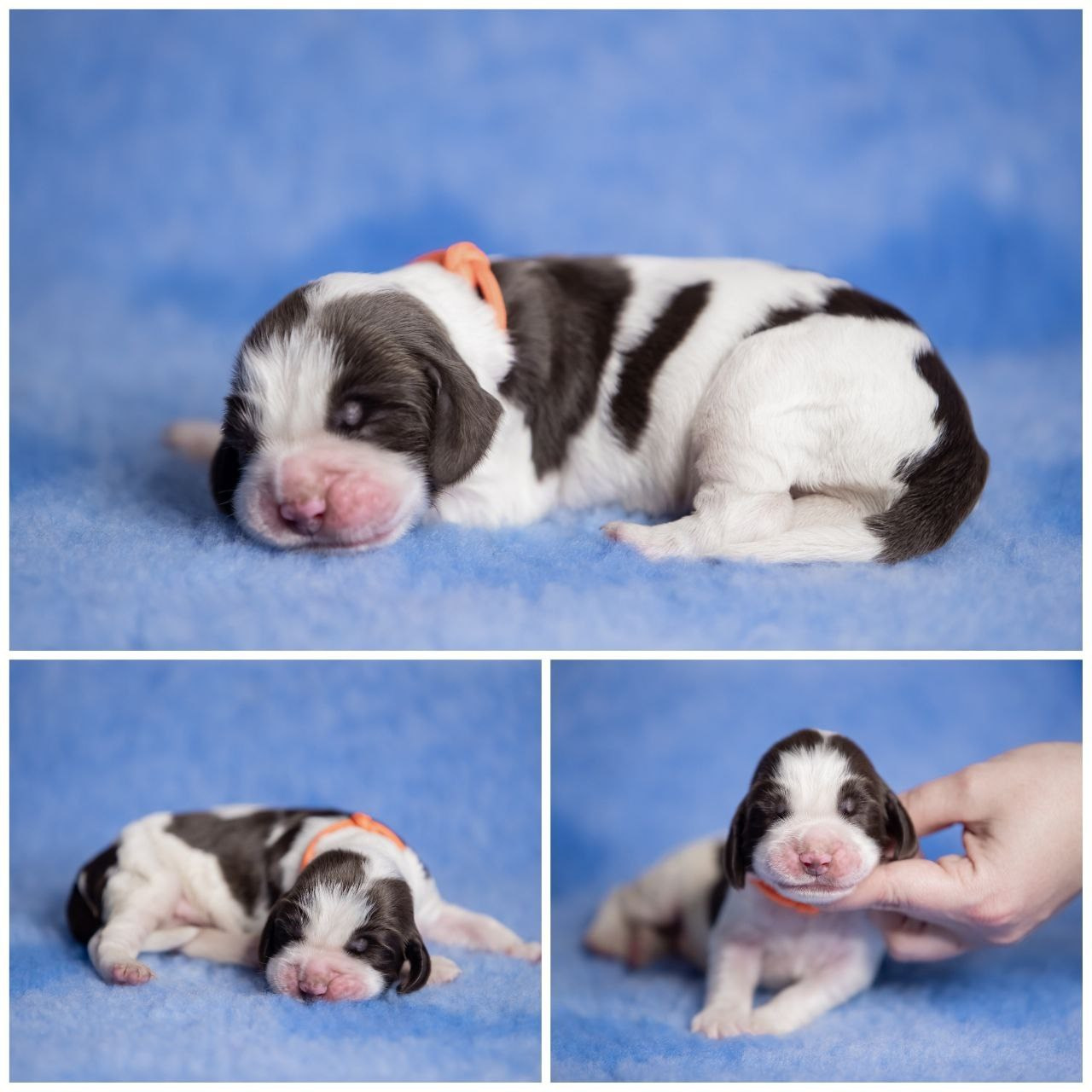 English Springer Spaniel male puppy orange collar January 2026