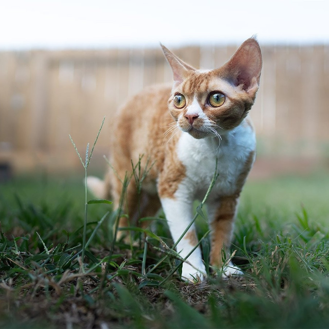 Aurelia. Devon Rex Pixie Cattery