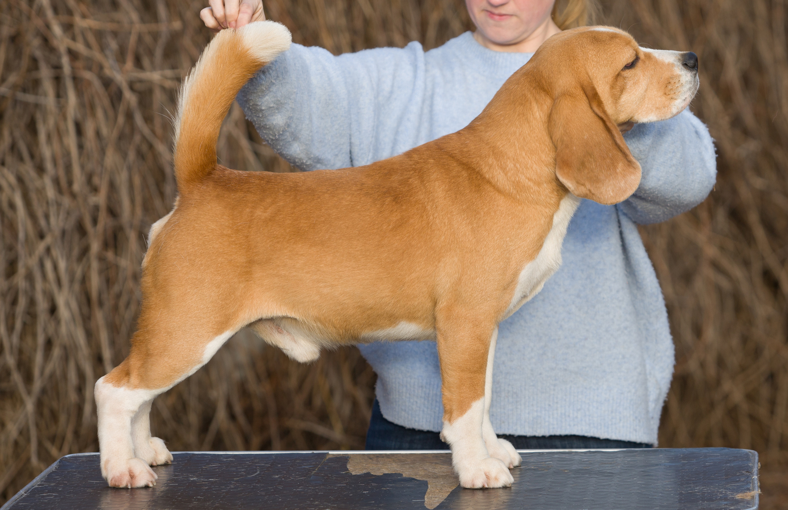 Leo. Питомник биглей Selesta’s Dreams