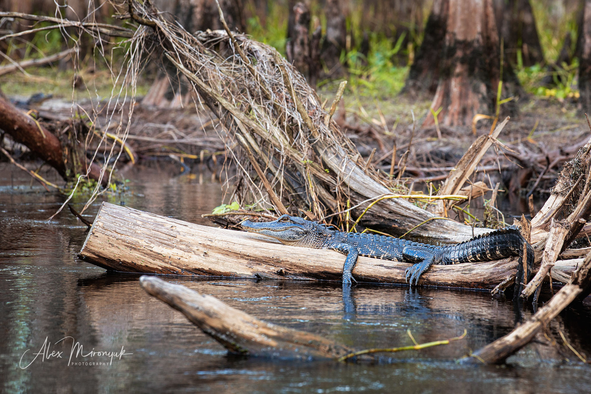 Winter in Florida. Alex Mironyuk Photography