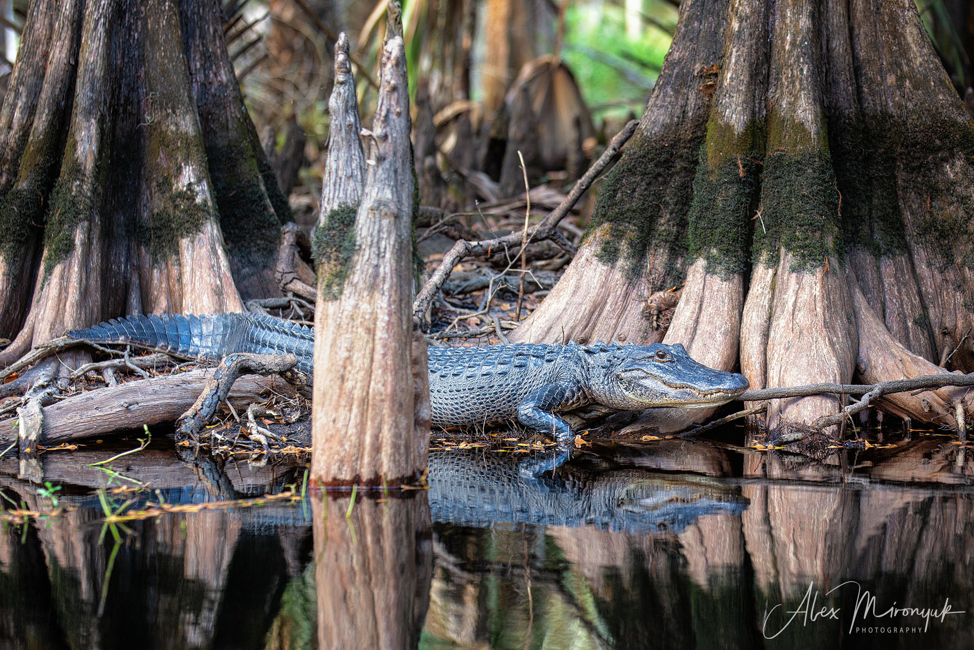 Winter in Florida. Alex Mironyuk Photography