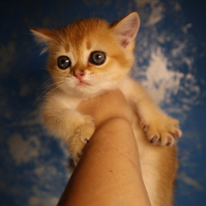 Scottish Straight kitten from DreamCatFold cattery in Greece