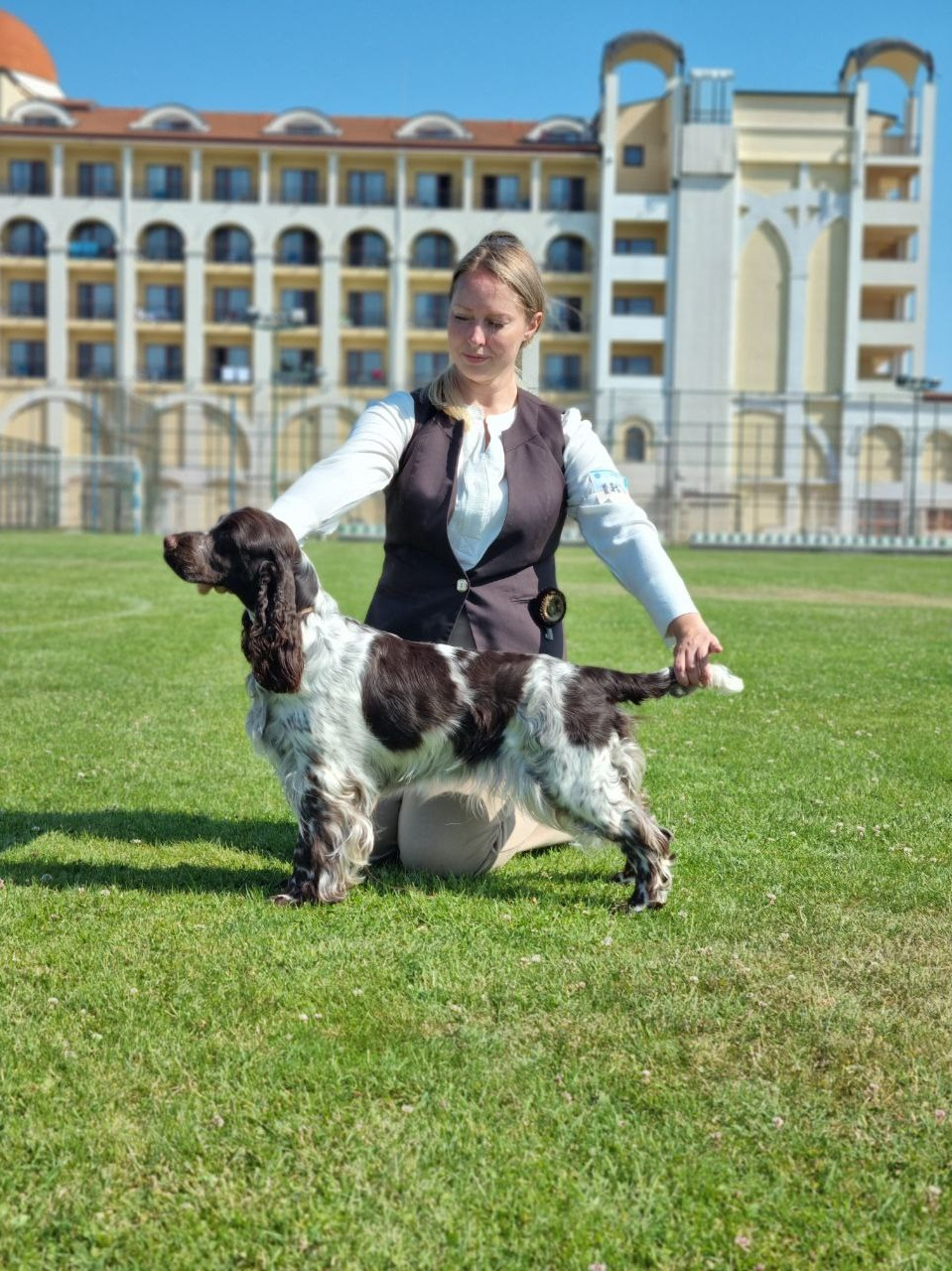LORDSETT CASABLANKA english springer spaniel