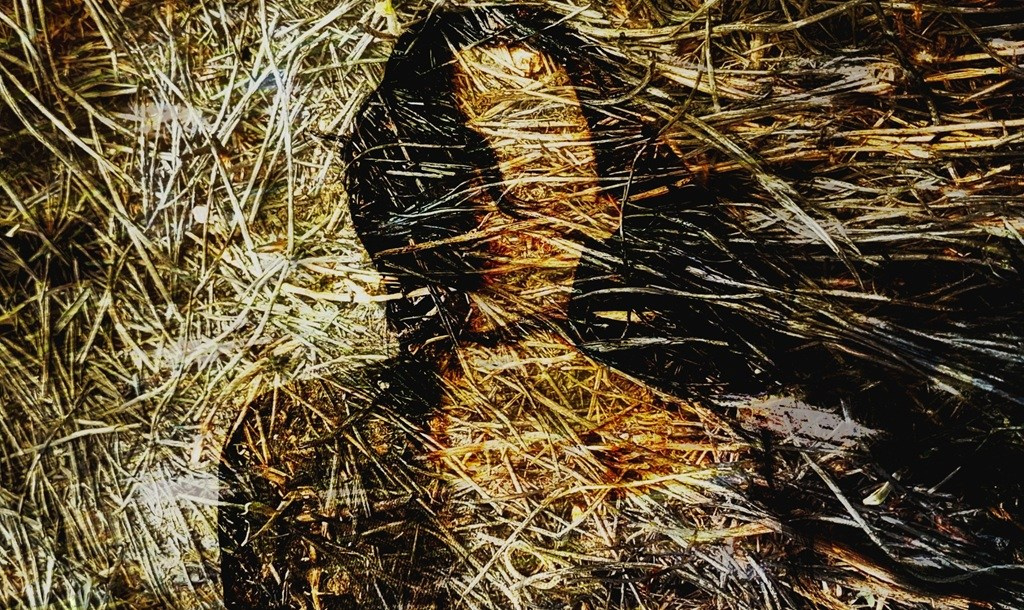 Limited Edition. Photographer artist Liashenko Oksana