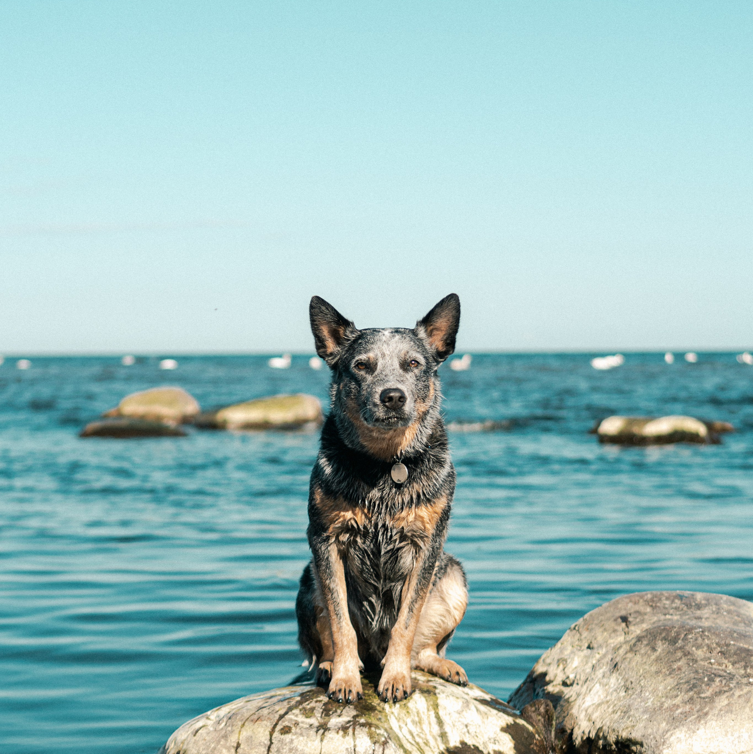 Kat Laisaar — Pet photographer in Tallinn
