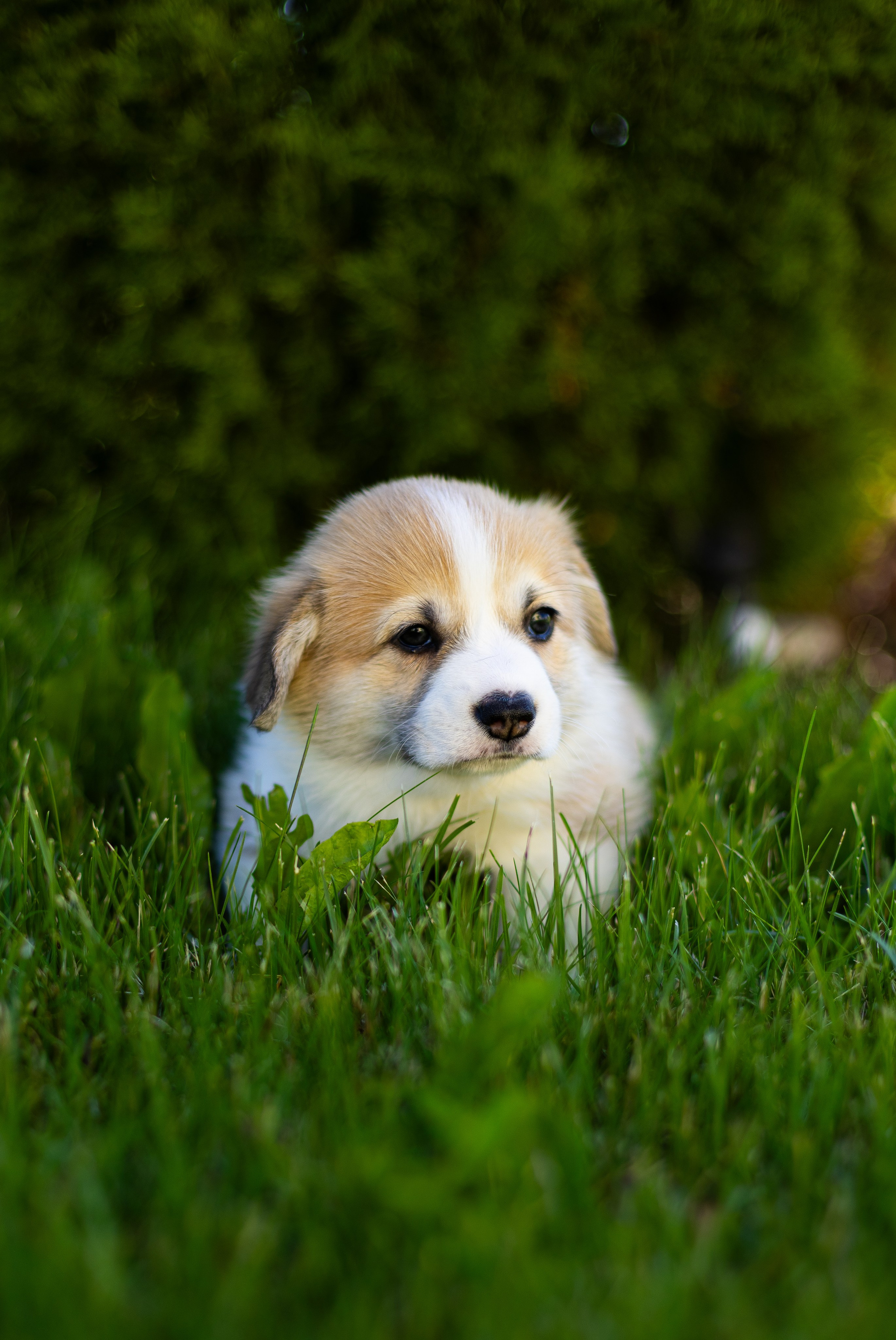 Pennut / puppies. Nordsunfower