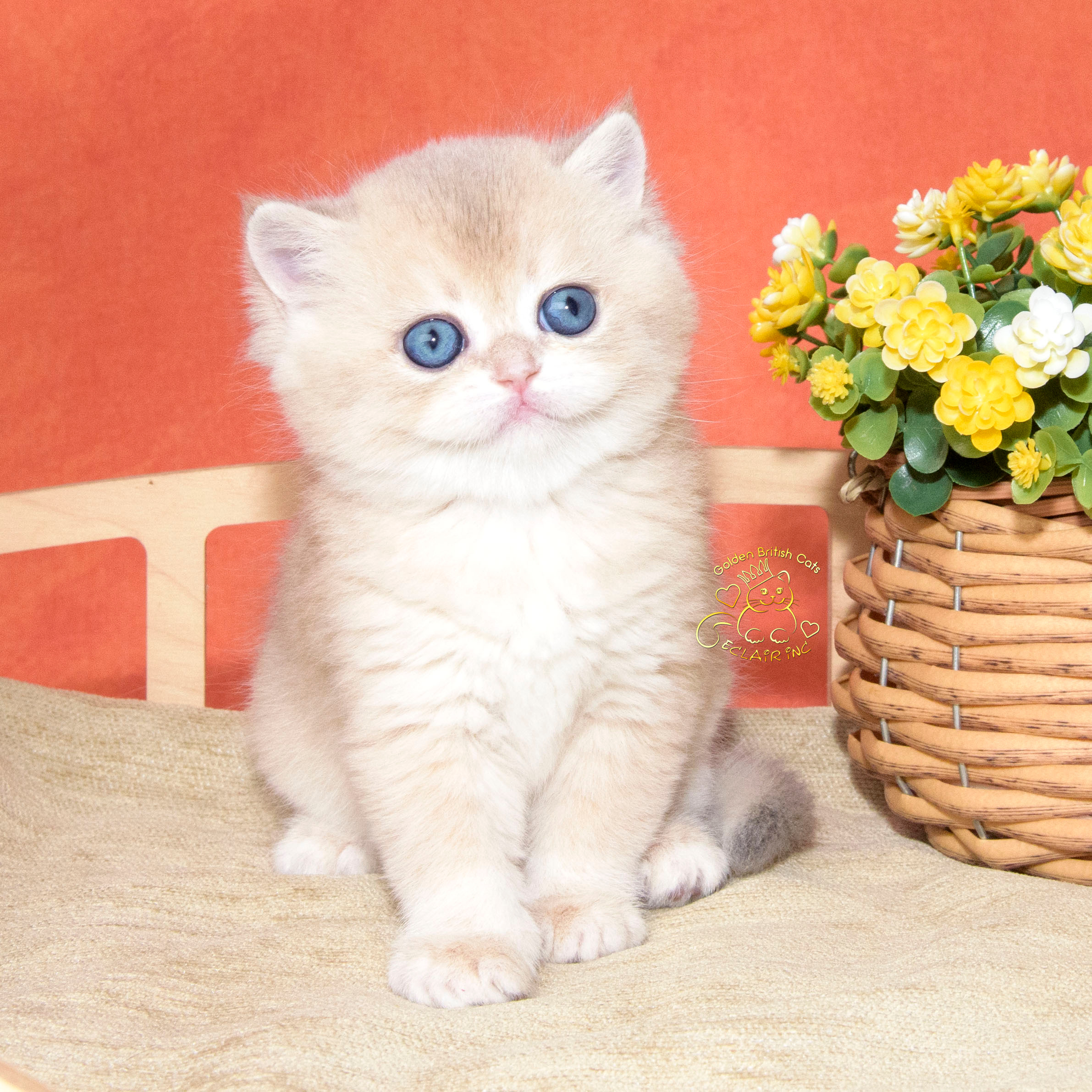 cattery british shorthair in Italy, cattery british shorthair in Germany, cattery british shorthair in Denmark, cattery british shorthair in France, cattery british shorthair in Spain
