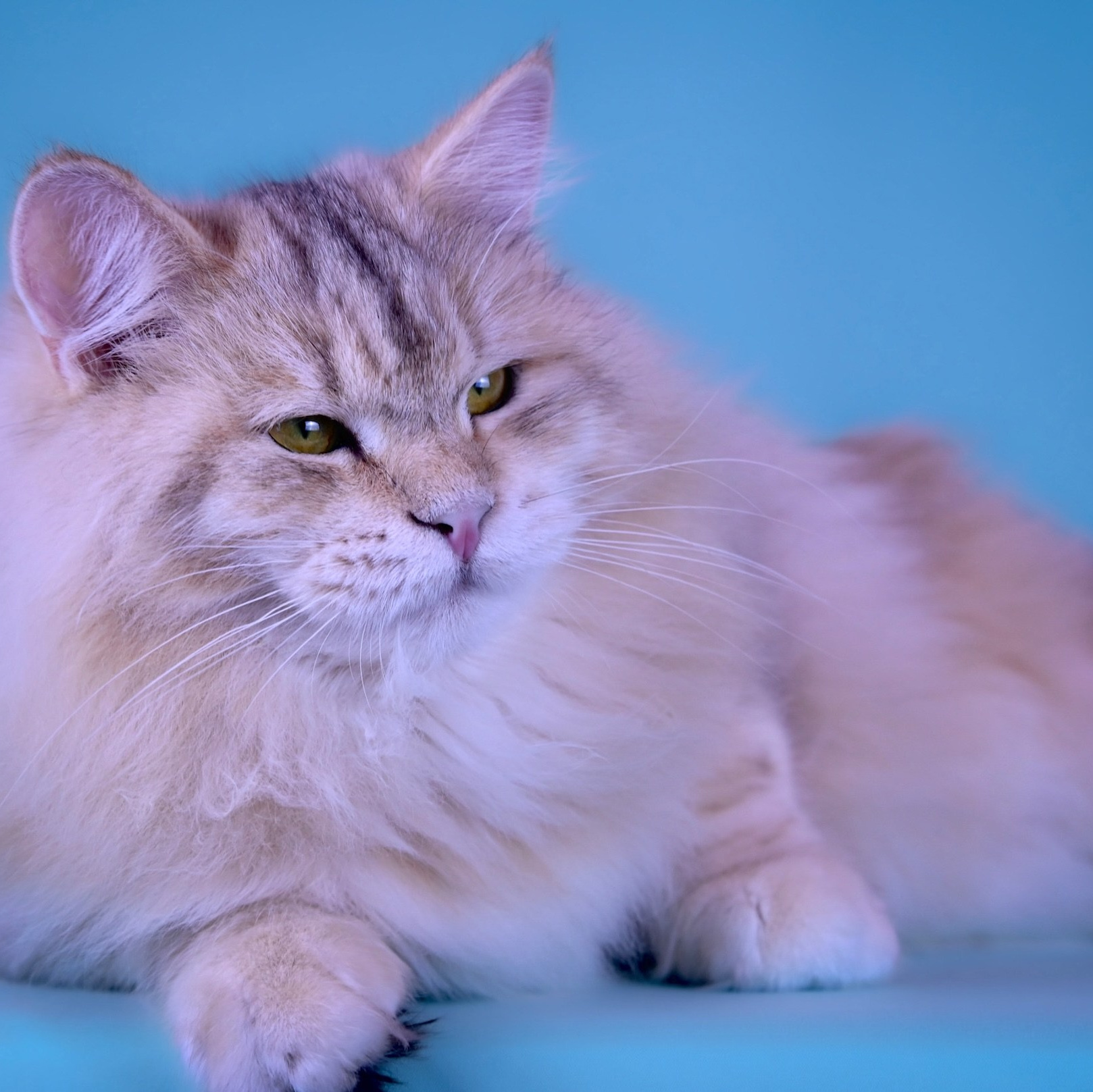 Red siberian female cat with golden eyes on blue backdrop - Astera Siberians Texas breeding queen