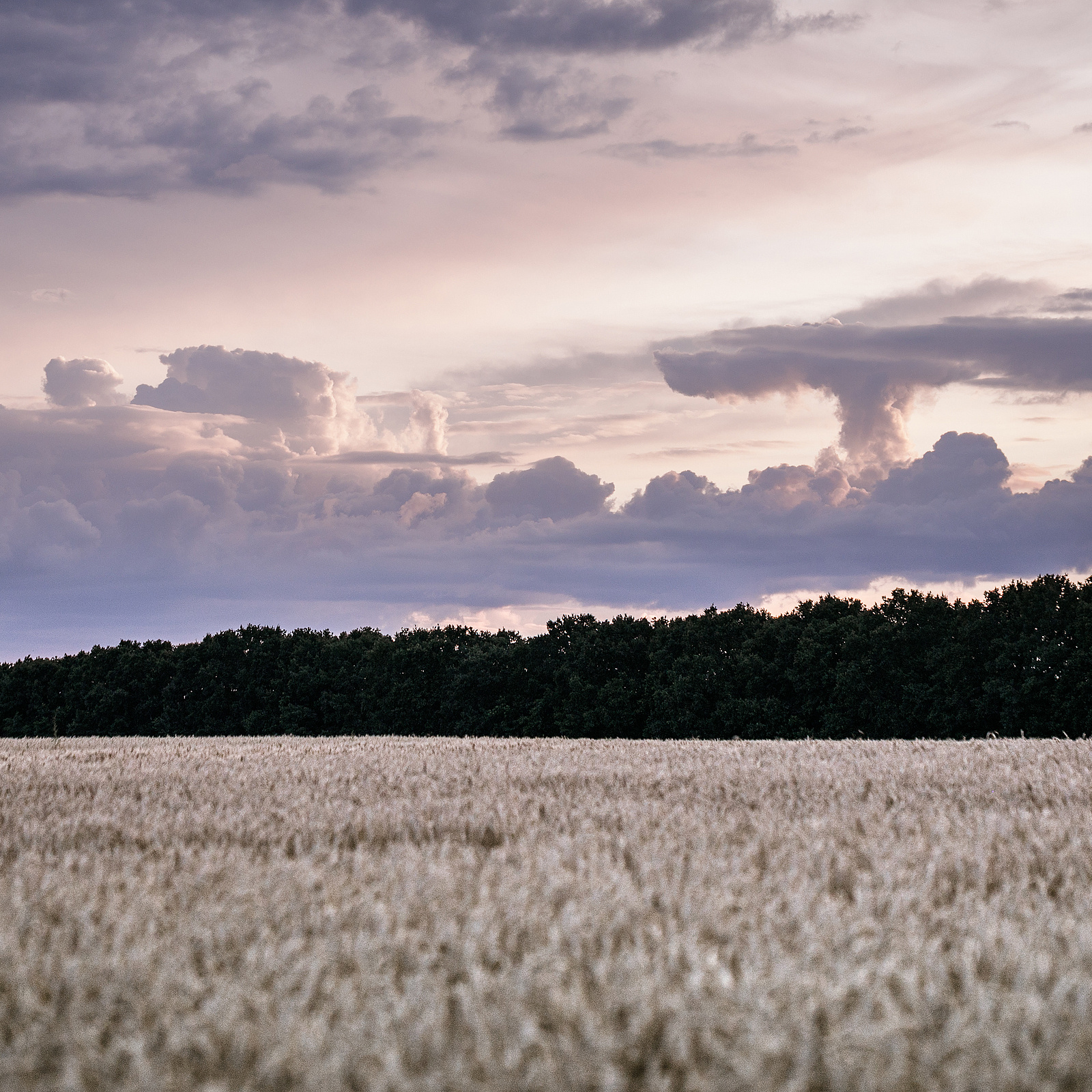 Contacts. Портретний та весільний фотограф Надія Онода