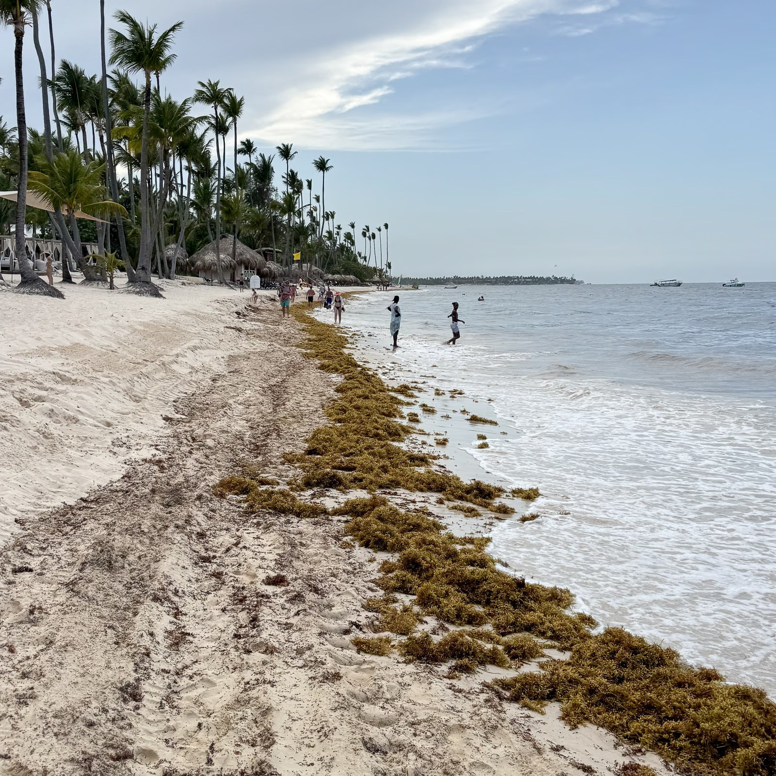 Sargassum seaweed in Punta Cana and Bavaro. Fotógrafo em Punta Cana — Alex Po