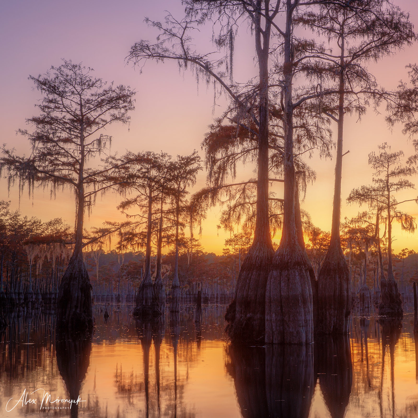 Осенняя Магия Кипарисовых Болот. Alex Mironyuk Photography