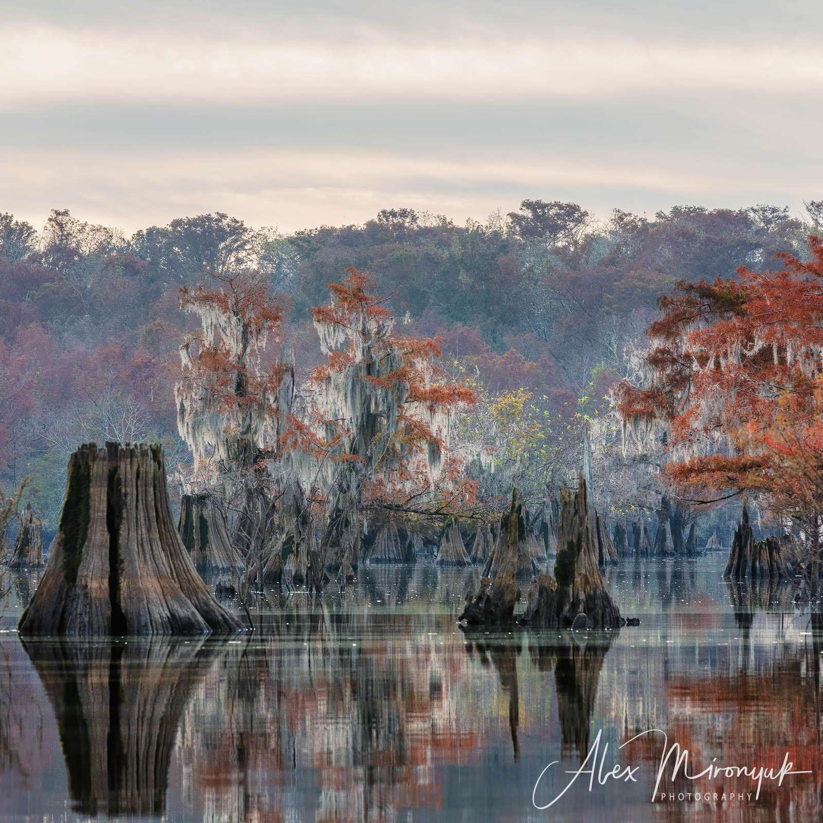 Cypress Fairy Tale. Pet, Senior, Landscape, portrait studio, photographer in Miami and Sou