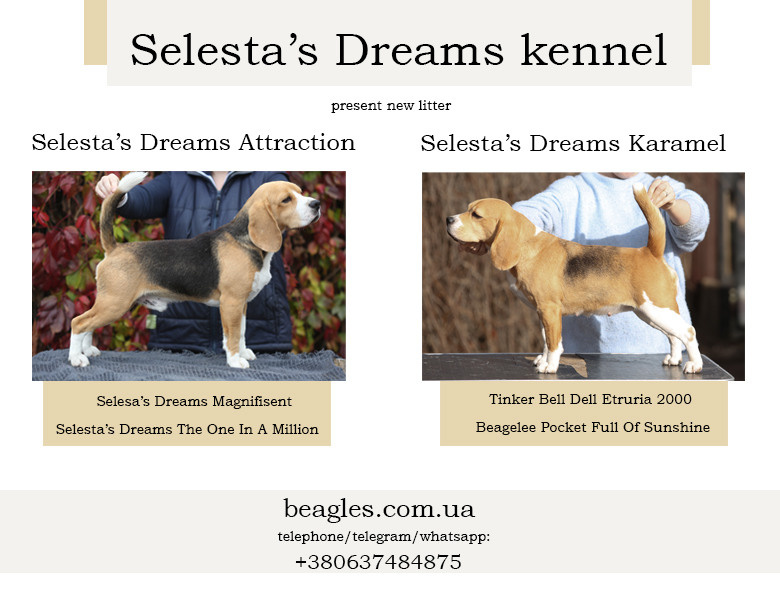 Крепиш+Карамель. Питомник биглей Selesta’s Dreams