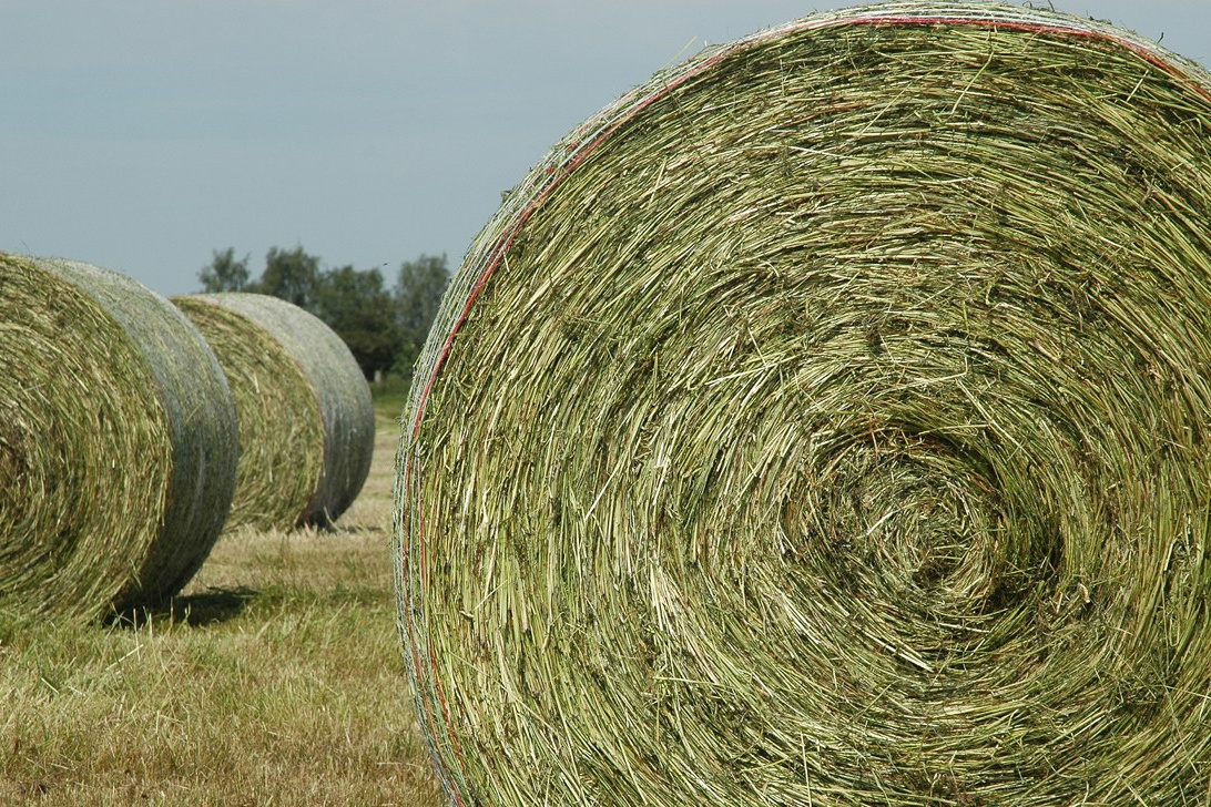 Кормові трави. сільськогосподарськоге насіння