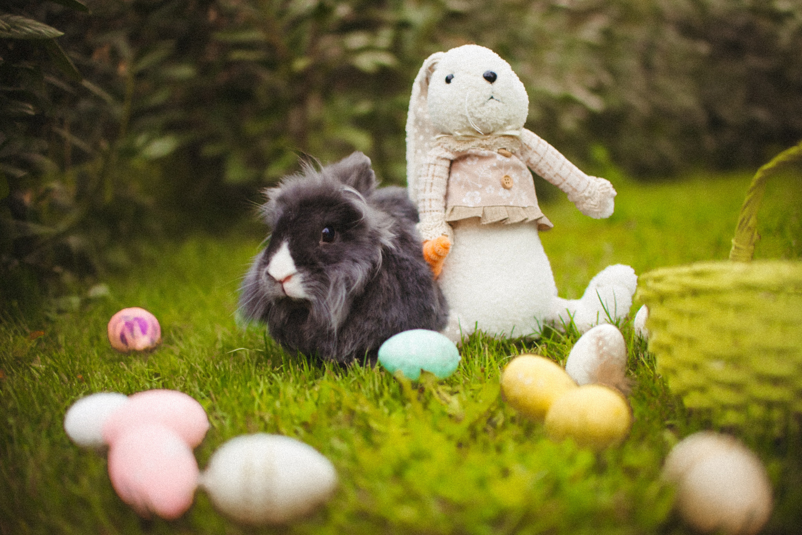 🐰 Jarné fotenie so zajačikom 🟢 Voľné termíny. Rodinná a svadobná fotografka v Bratislave | Prezrite si portfólio