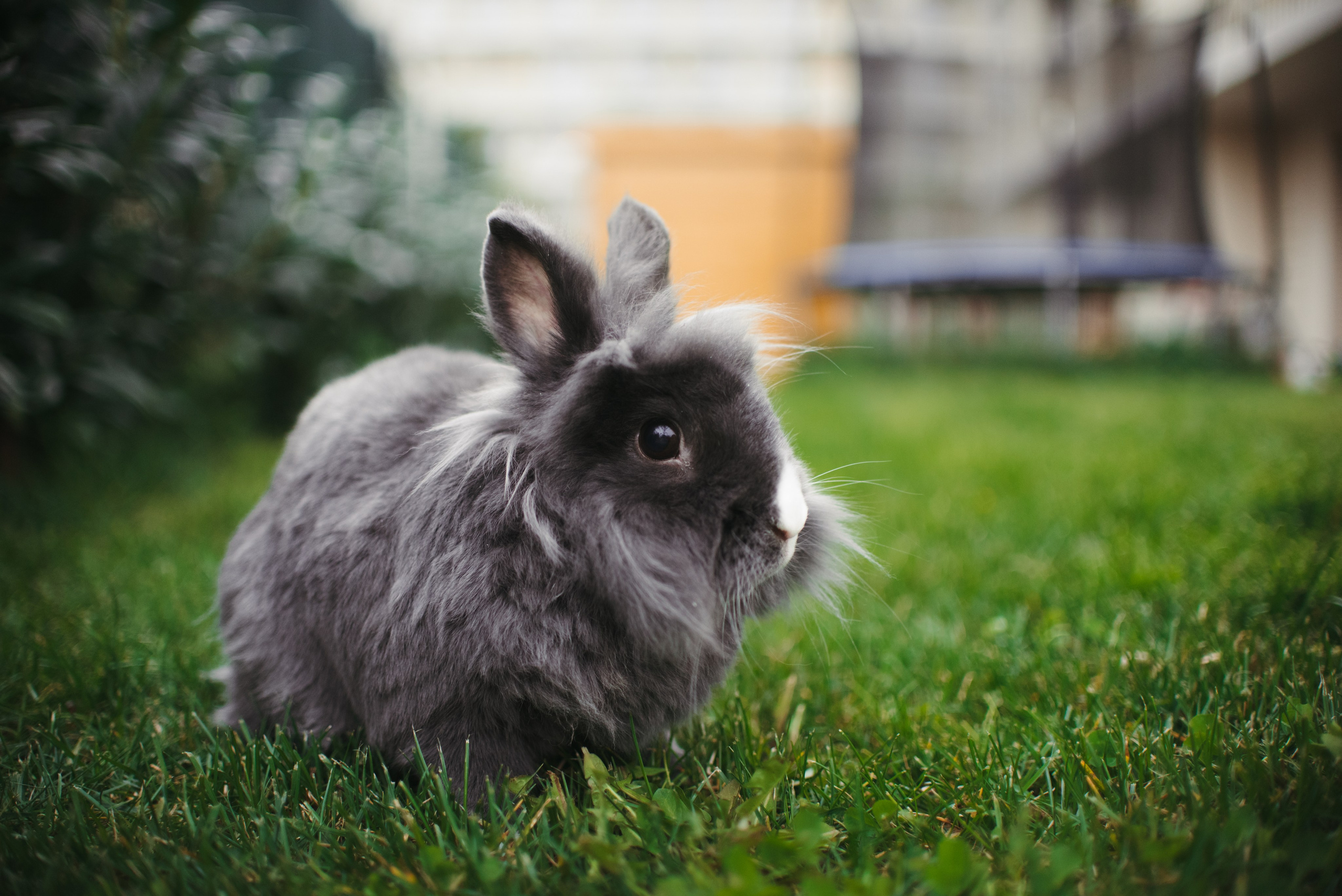 🐰 Jarné fotenie so zajačikom 🟢 Voľné termíny. Rodinná a svadobná fotografka v Bratislave | Prezrite si portfólio