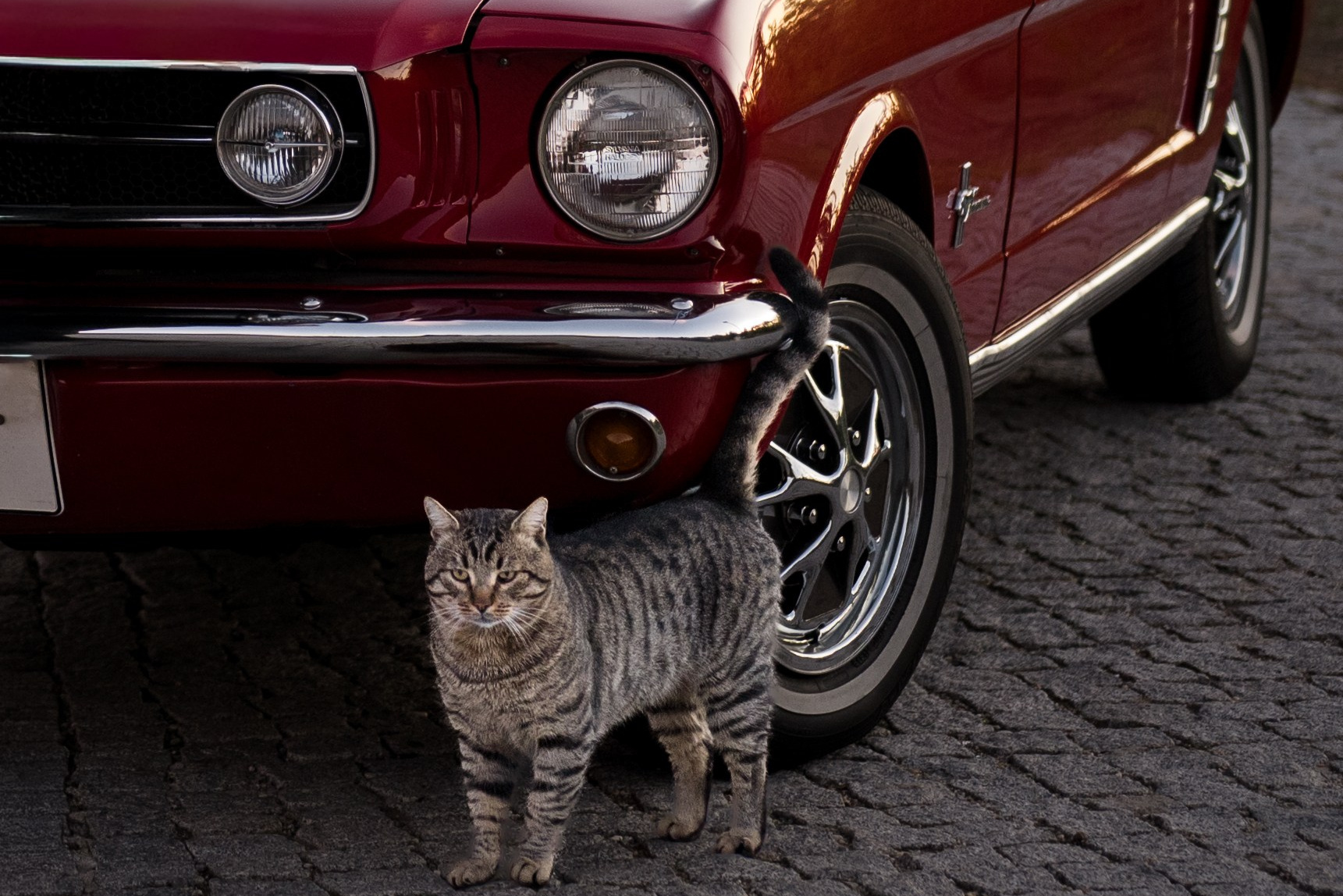 Servicii. Adrian Visovan - Fotograf Iasi