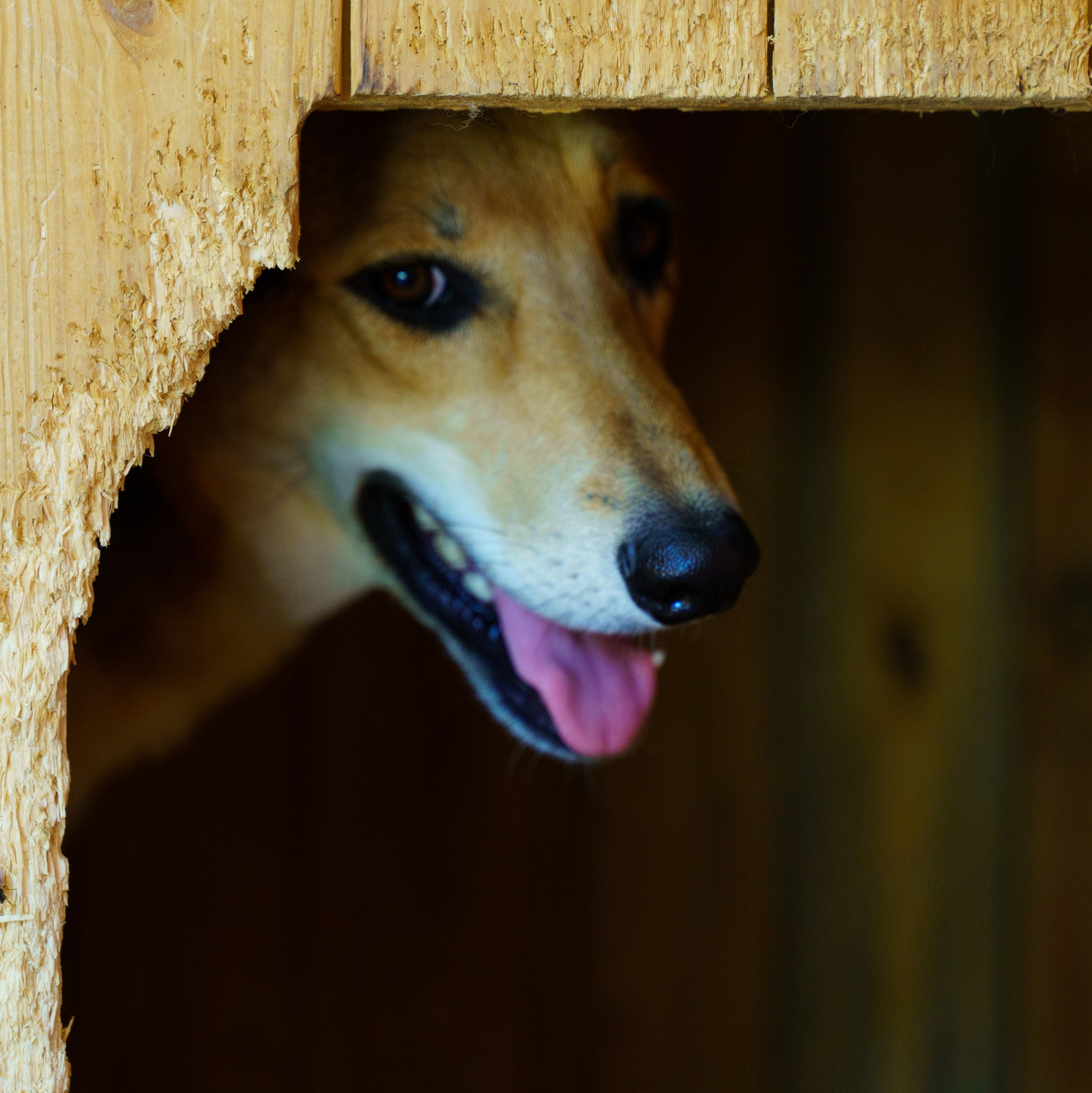 Сім’я кожному. Family photographer in Kiev Natalia Shkavron
