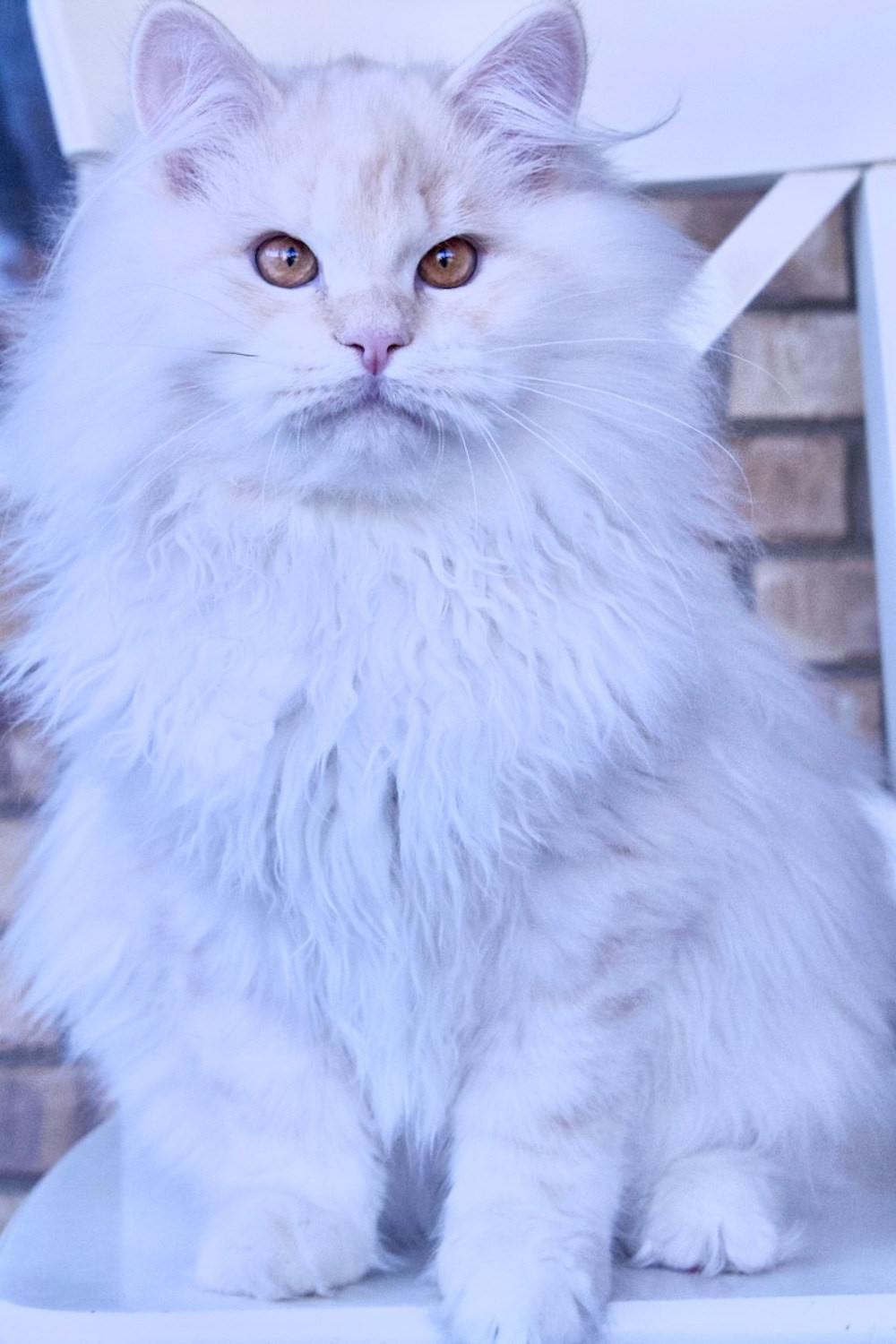 Brown tabby hypoallergenic Siberian kitten available in Texas