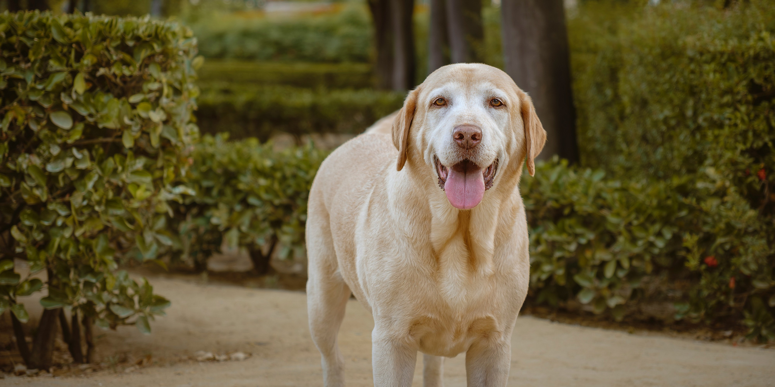 Manuel&Jero. Fotos con huella, fotografía de perros y mascotas en Sevilla