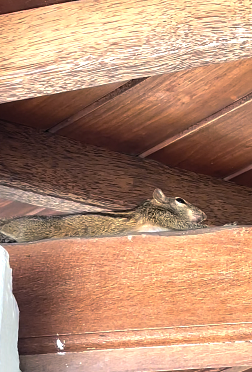 Sri Lanka'ya Seyahat Etmenin Artıları ve Eksileri - Kapsamlı Bir Rehbe