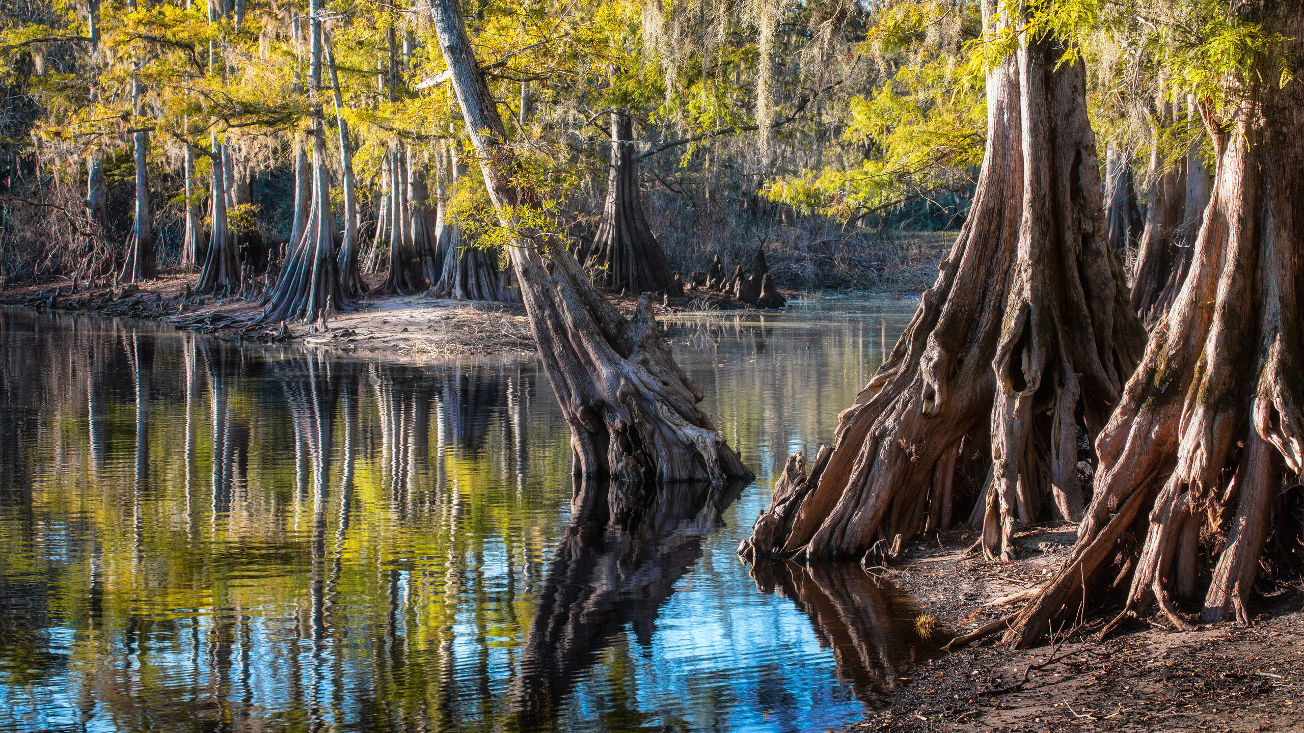 Cypress Swamps Adventure. Alex Mironyuk Photography