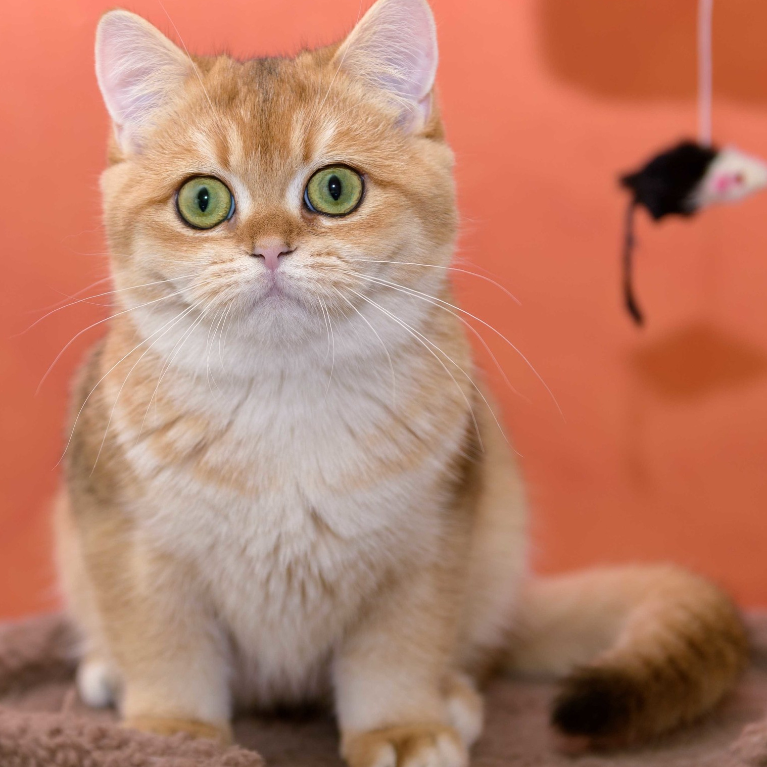 british shorthair golden, british shorthair golden cattery, british shorthair cattery greece, british golden chinchilla greece, british shorthair price, british shorthair Cyprus price, british shorthair Limassol price, cattery british shorthair Limassol, cattery british shorthair Cyprus, british shorthair kittens price, british kittens limassol, british shorthair limassol