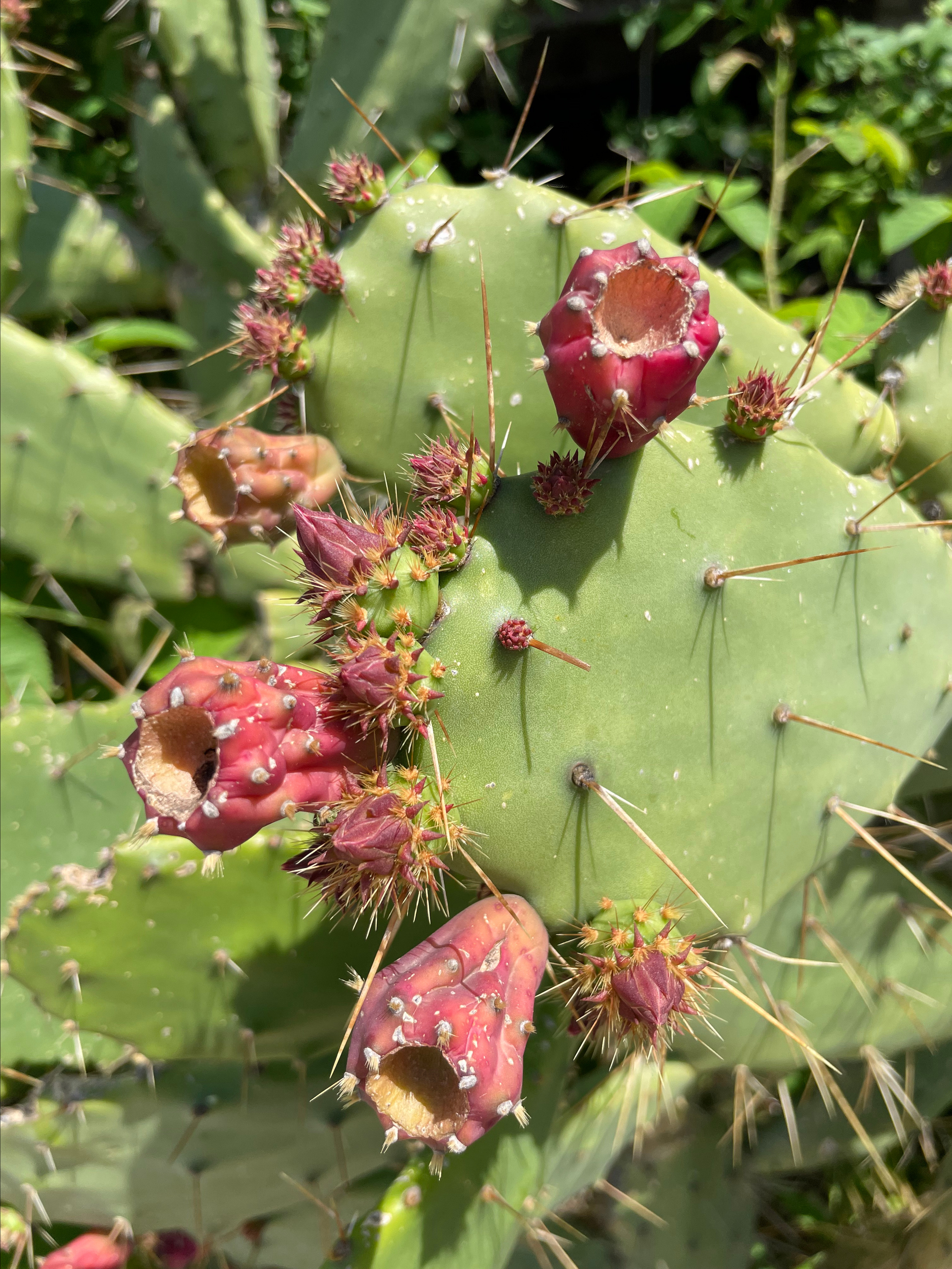 Beste ting å gjøre på Luštica-halvøya, Montenegro