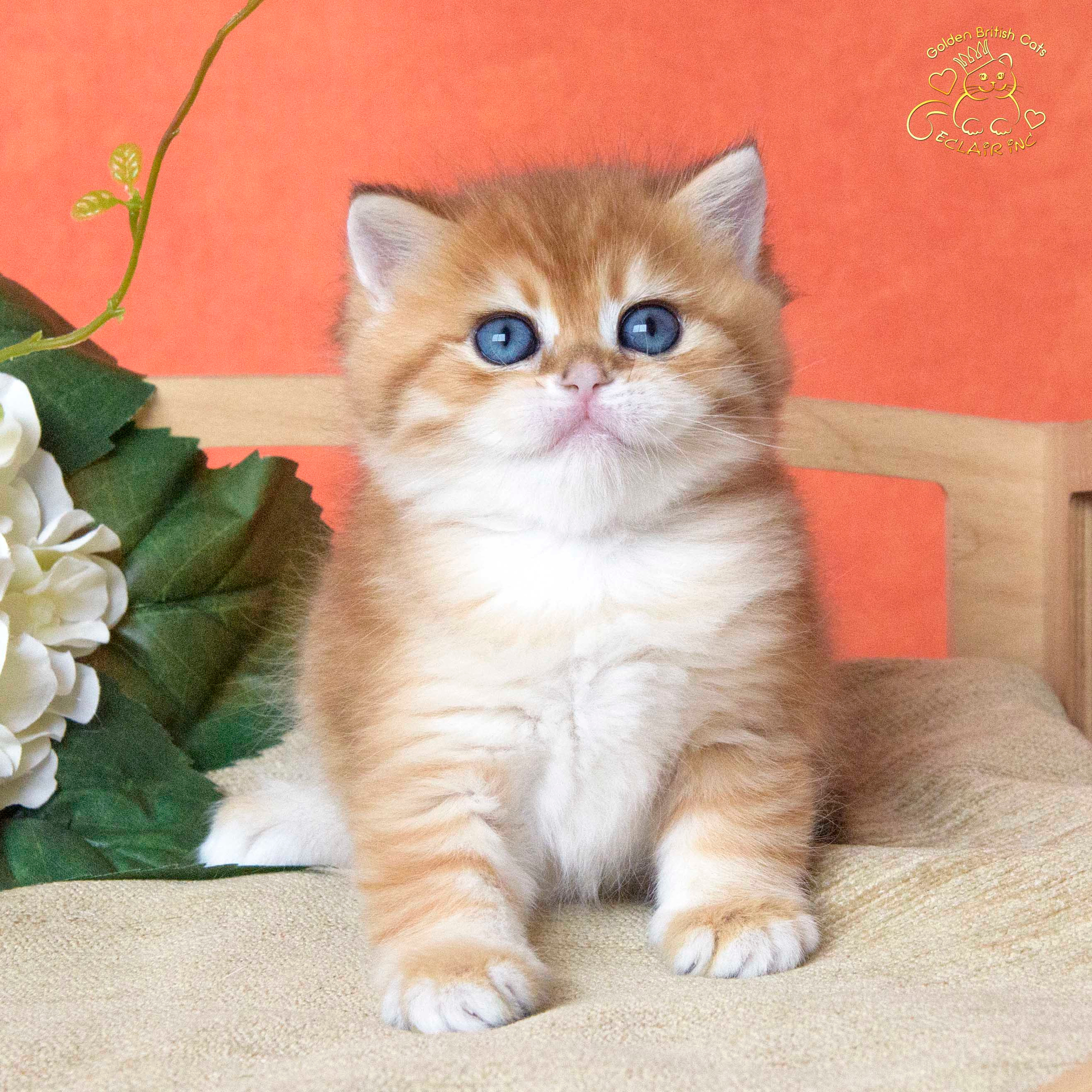 британские кошки, британские золотые кошки, британские золотые шиншиллы, питомник британских кошек, питомник золотых шиншилл, купить британскую кошку, питомник британских шиншилл в Греции, Питомник британских золотых шиншилл, британские кошки, питомник британских кошек, питомник золотых шиншилл, питомник золотых британцев, британская кошка Москва, британская золотая шиншилла Лимассол, питомник британских кошек Москва, питомник  британских кошек Ростов, британских кошек Сочи, питомник британских кошек Екатеринбург