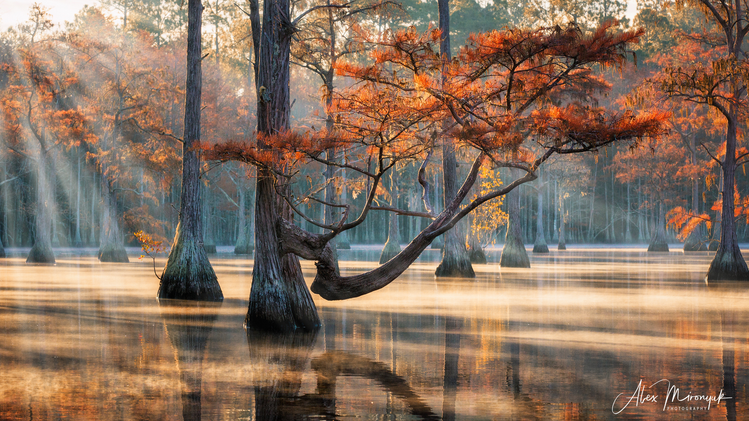 Cypress Swamps Adventure. Pet, Senior, Landscape, portrait studio, photographer in Miami and Sou