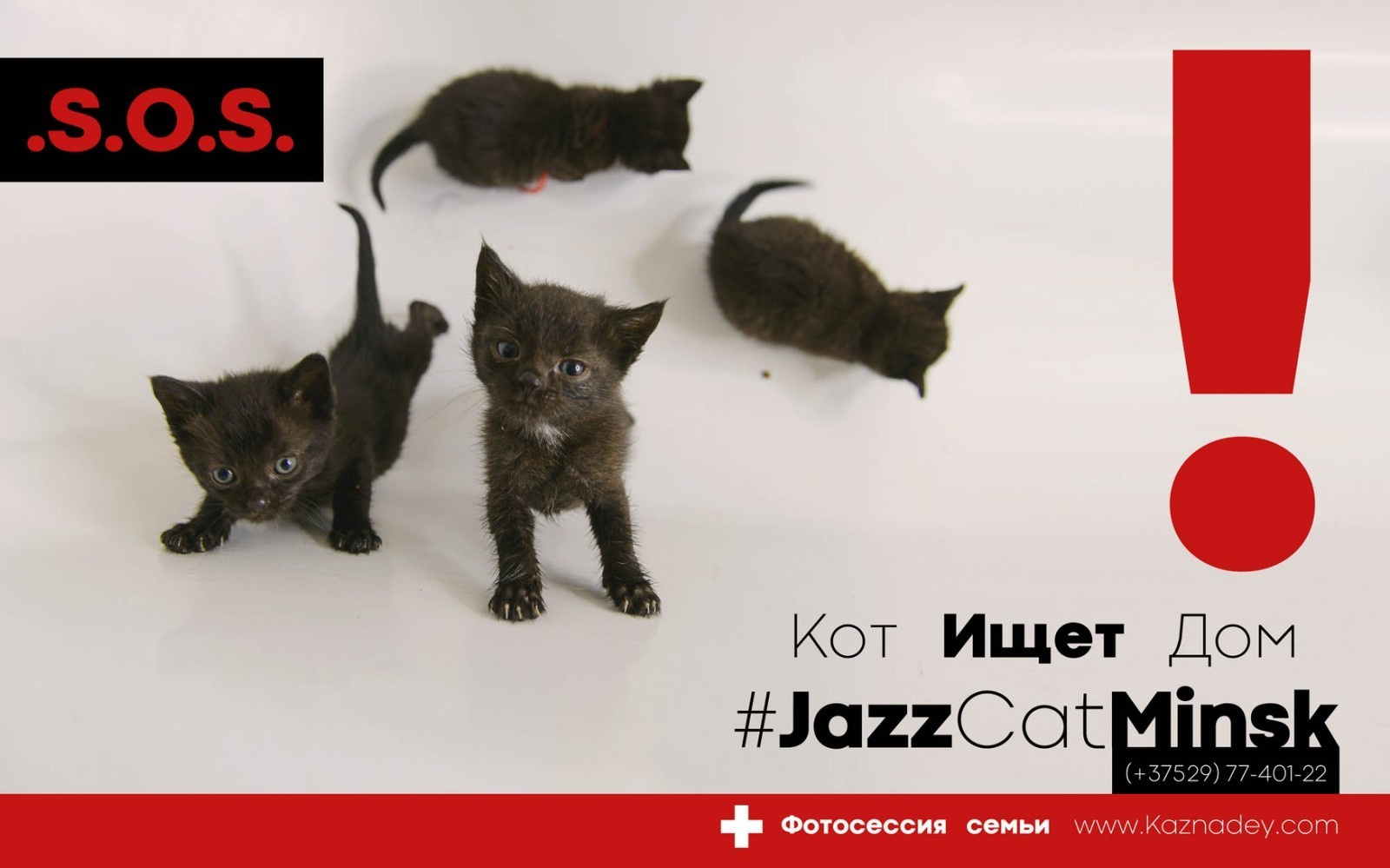 Jazzcatminsk. Джазовые котики ищут дом