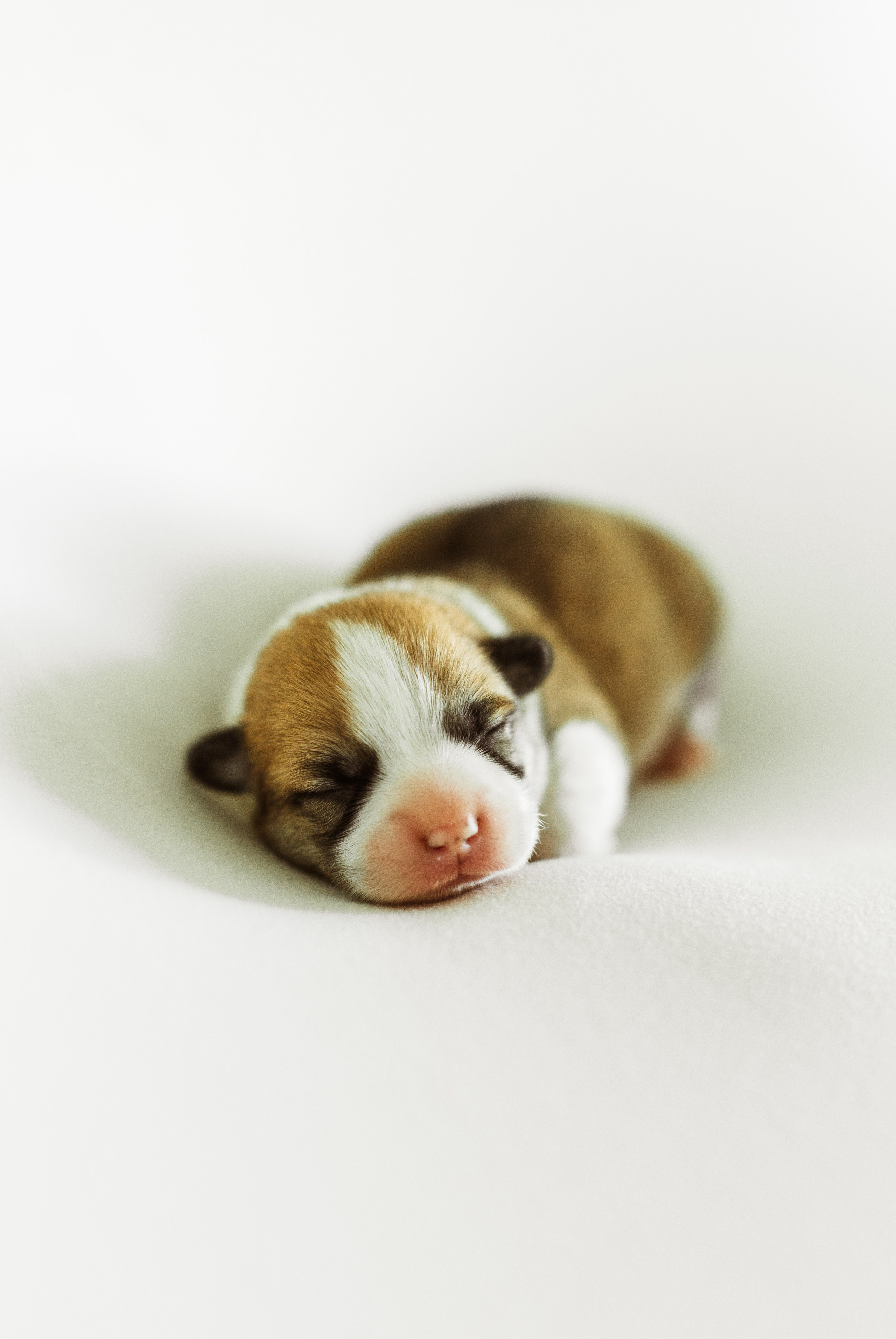 Pennut / puppies. Nordsunfower