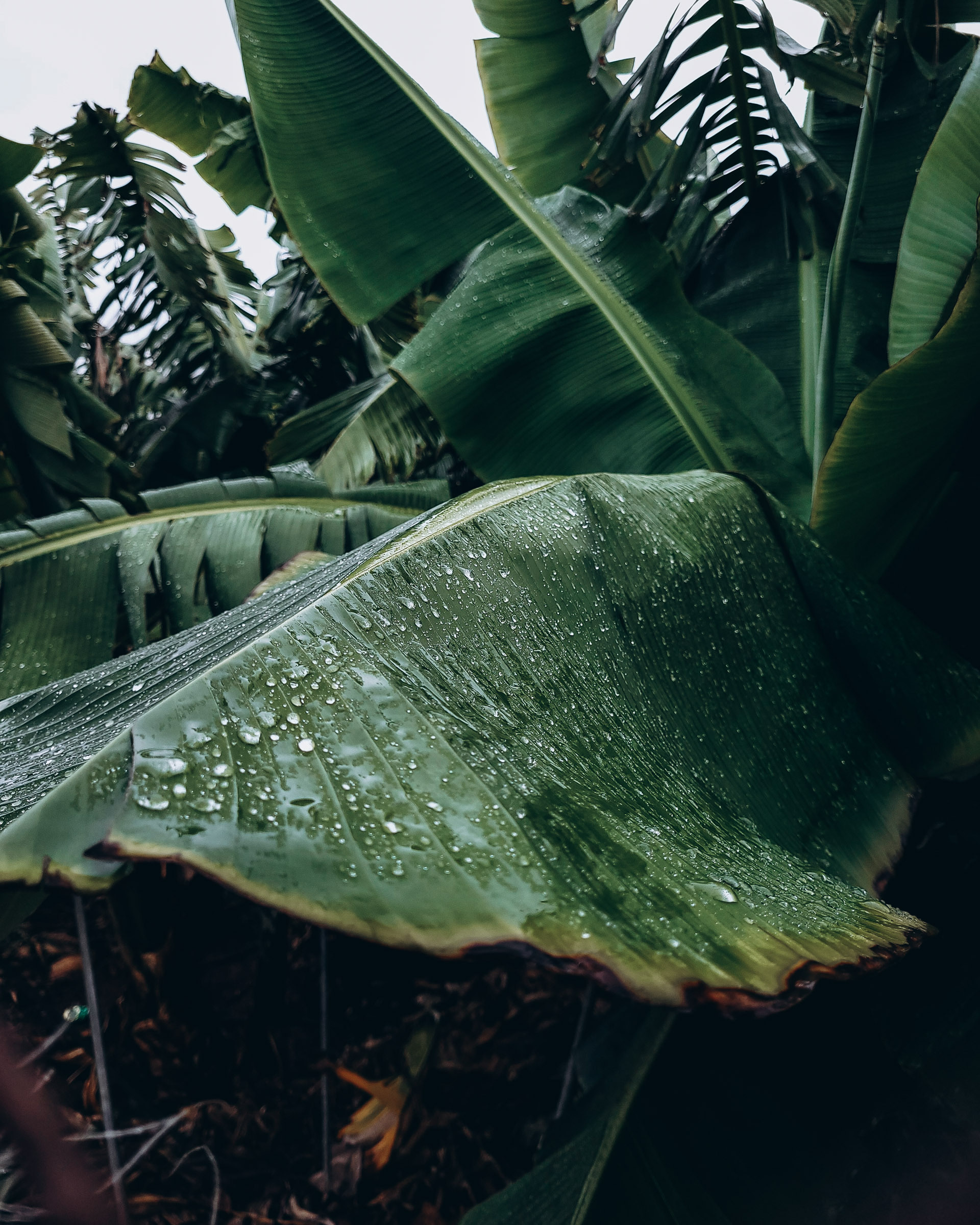 banānu plantācijas tenerifē