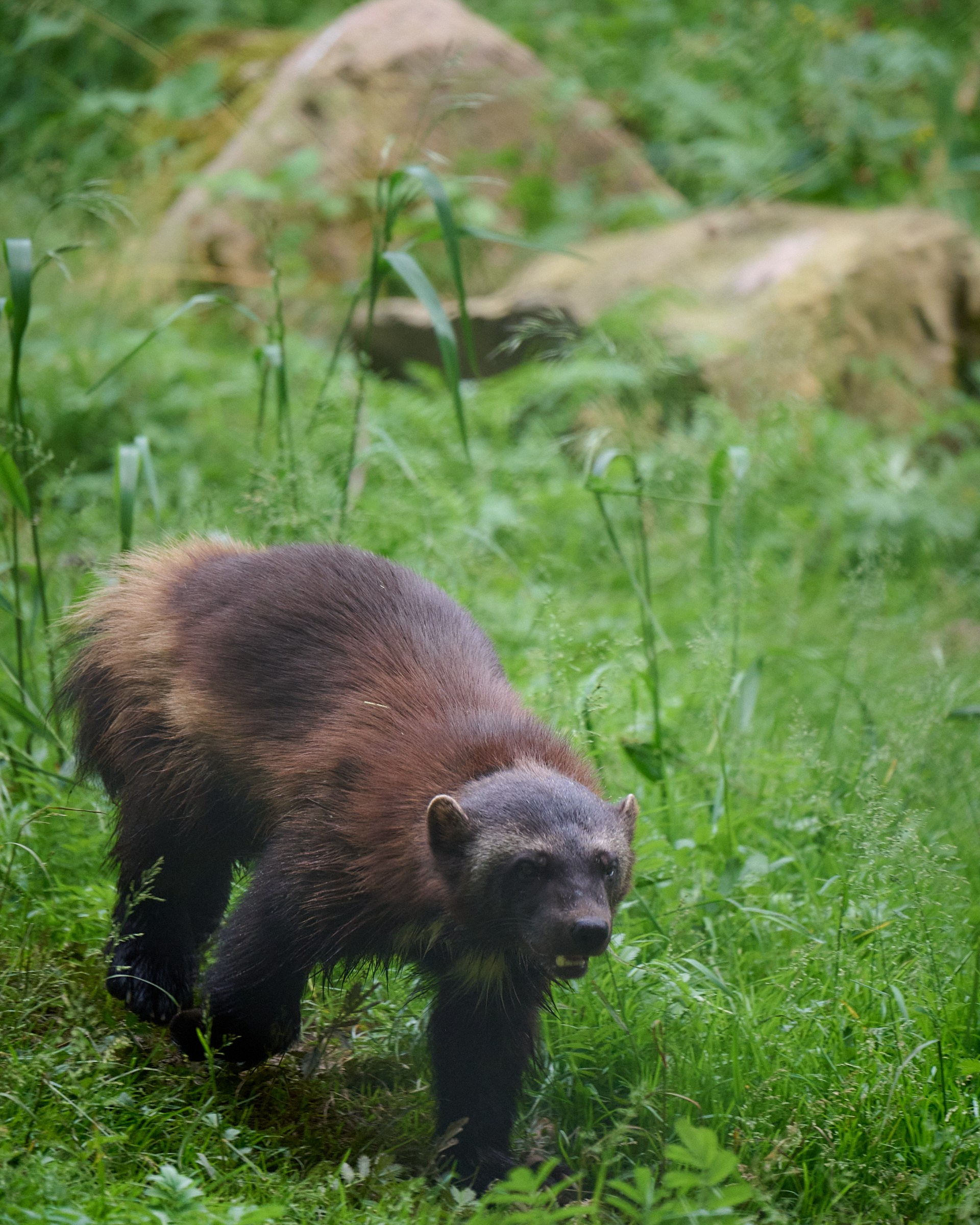 Visit Skånes Djurpark. Yuri Popkov | Photographer