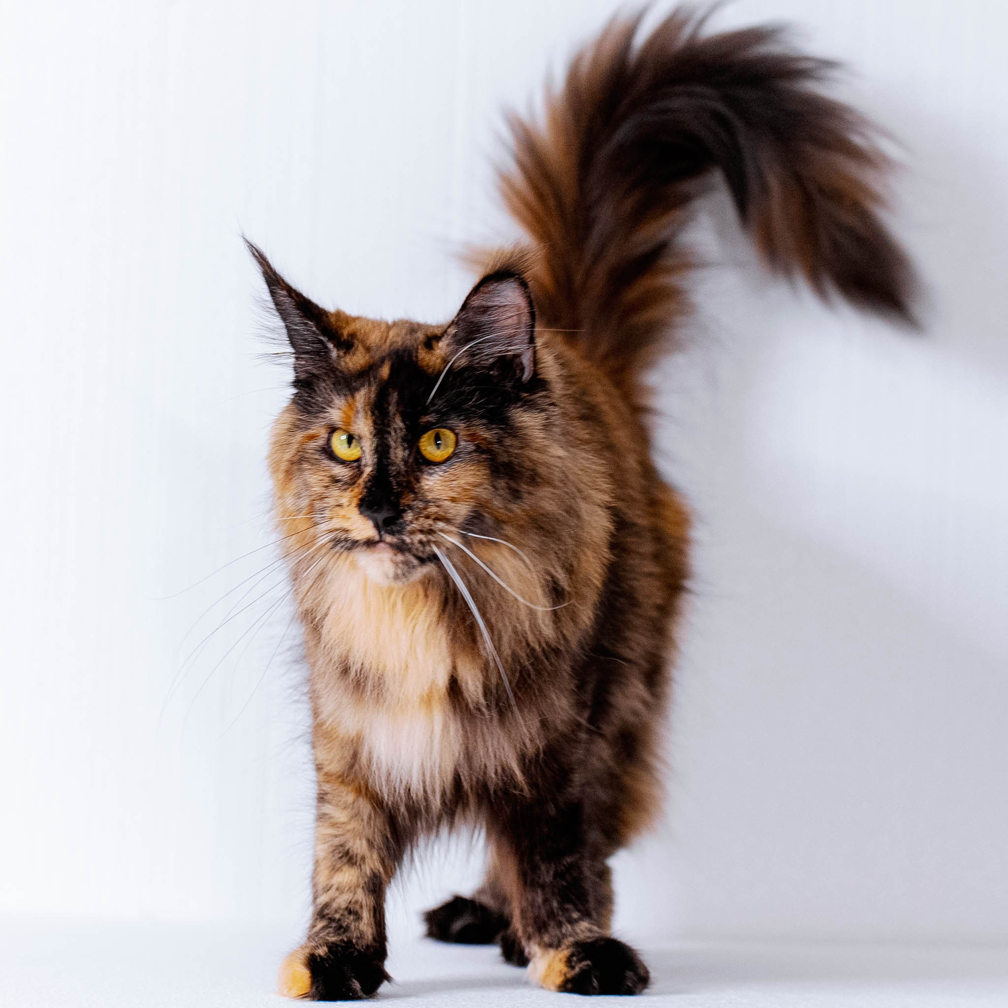 Senator Naomi. Senator Cat — Maine Coon cattery