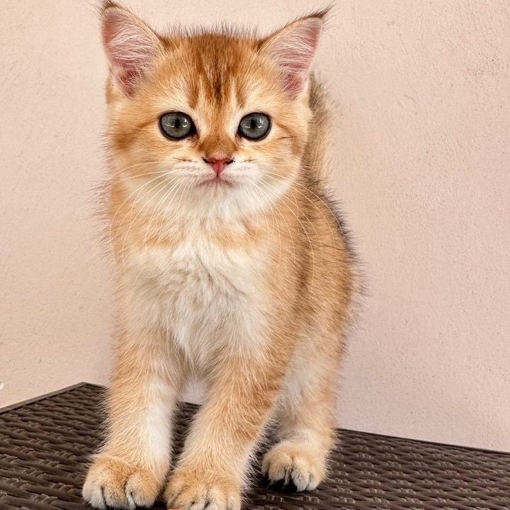 Scottish Straight kitten from DreamCatFold cattery in Greece