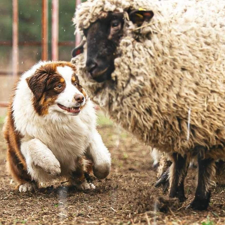 Анімалістика (1). Репортажний фотограф/анімаліст КИЇВ