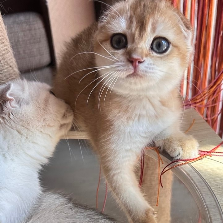 Scottish Fold kitten from DreamCatFold cattery in Greece