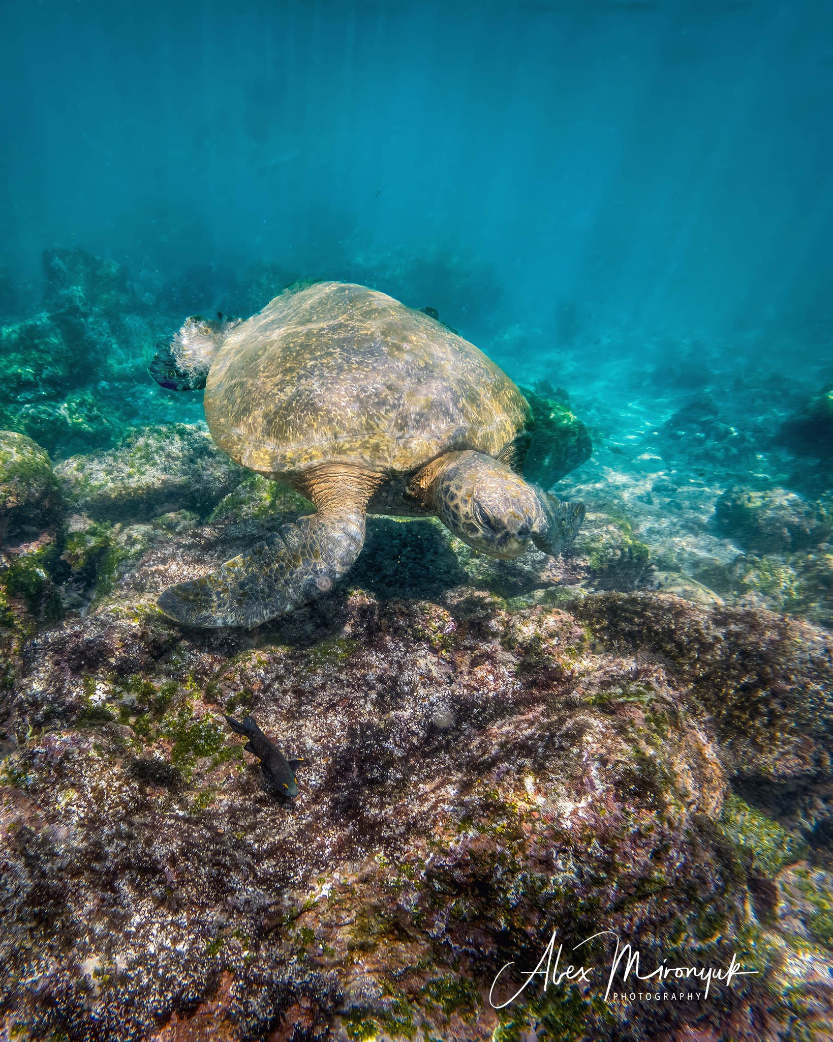 Galapagos Islands Adventure. Alex Mironyuk Photography