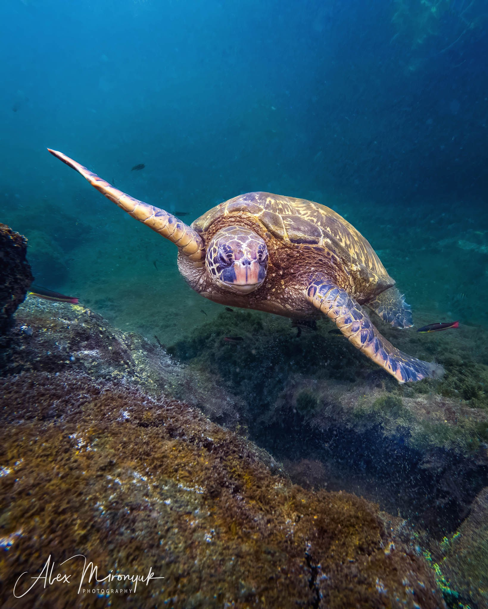 Galapagos Islands Adventure. Alex Mironyuk Photography