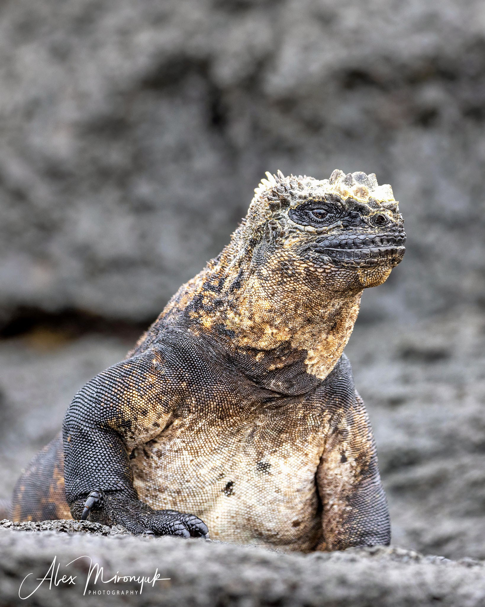 Galapagos Islands Adventure. Alex Mironyuk Photography