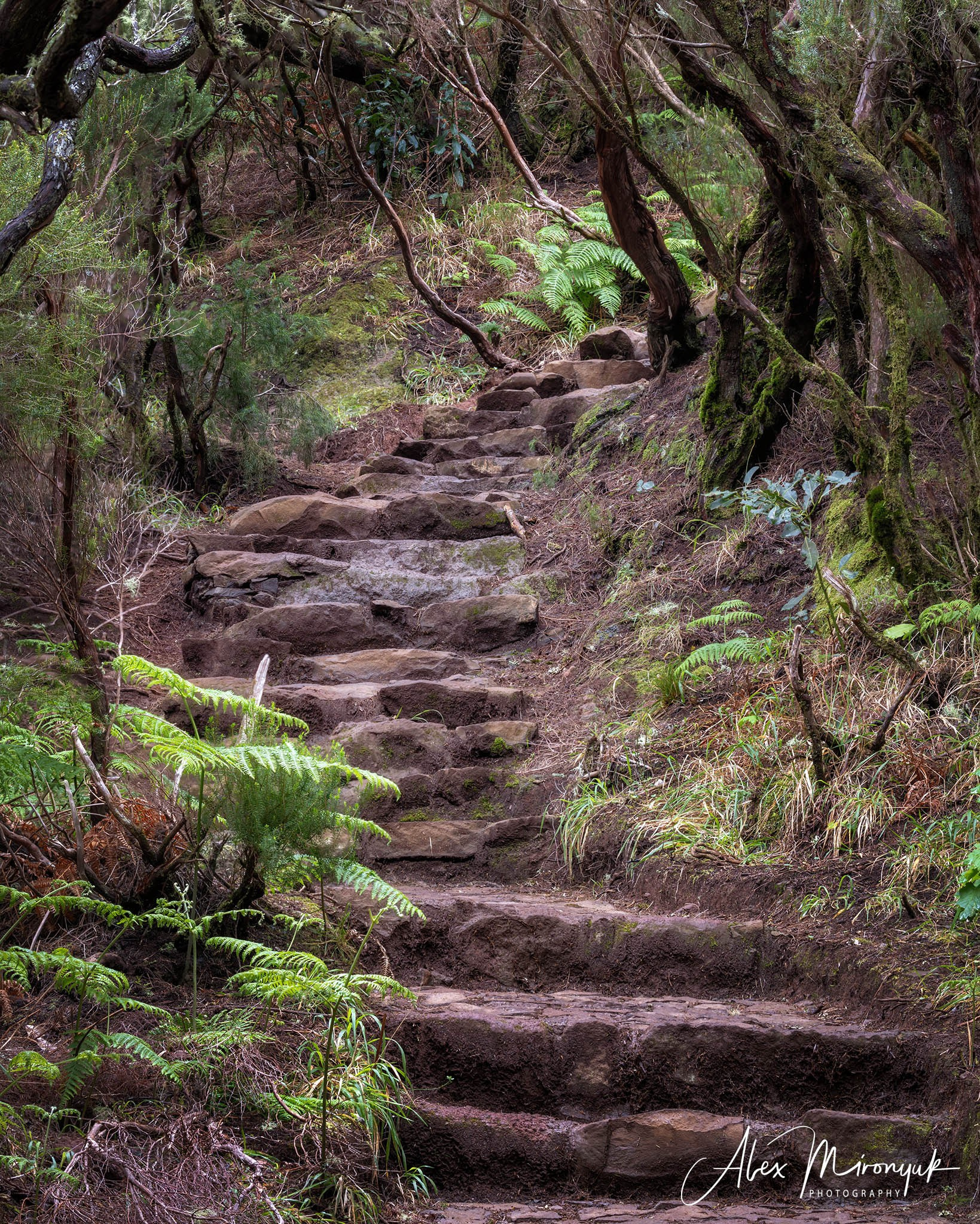 Azores And Madeira. Pet, Senior, Landscape, portrait studio, photographer in Miami and Sou