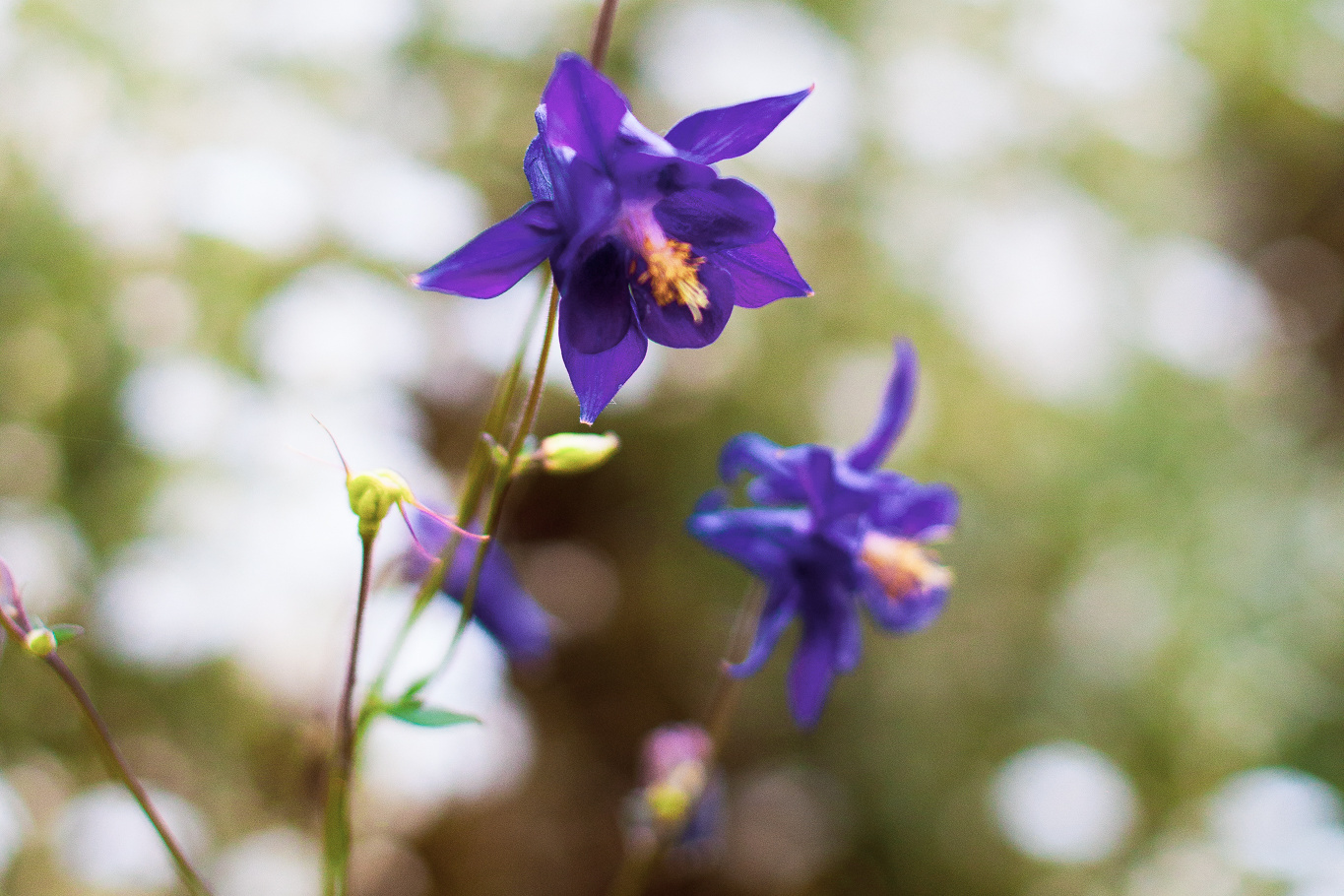 Ota yhteyttä. Valokuvaaja Itä-Uudellamaalla Viktoria photography
