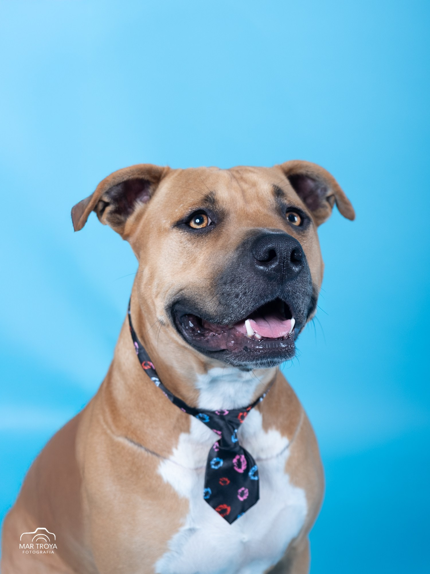 Fotografía de mascotas. Fotos con huella, fotografía de perros y mascotas en Sevilla