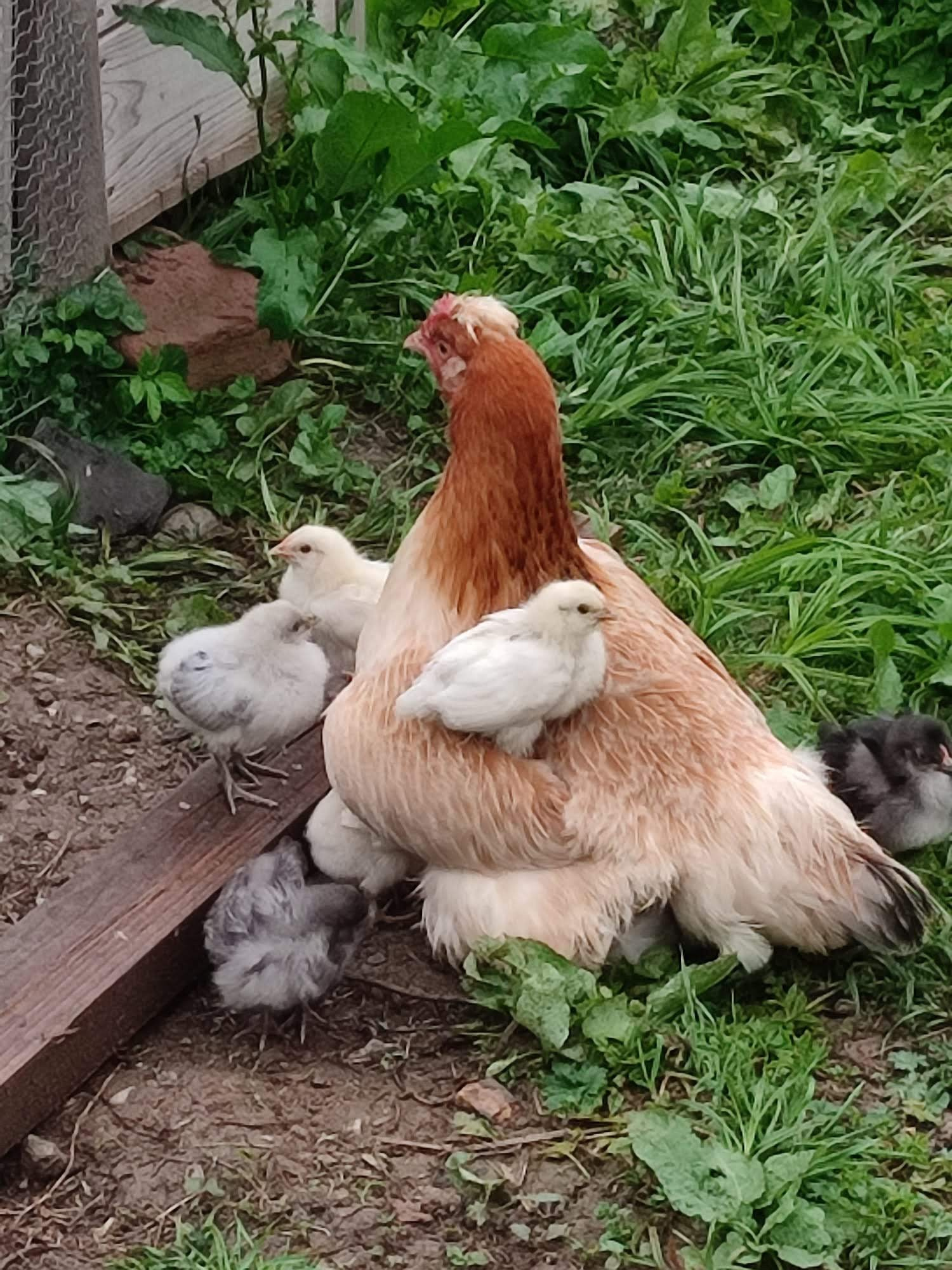 Gästehaus Ferienhaus Sausal/Kitzeck Urlaubsparadies Winzerhaus Naturgarten Bioeier Keramik Kunstwerkstatt Kreativkurs Kunstkurs handgedreht Becher mit Tiermotiv