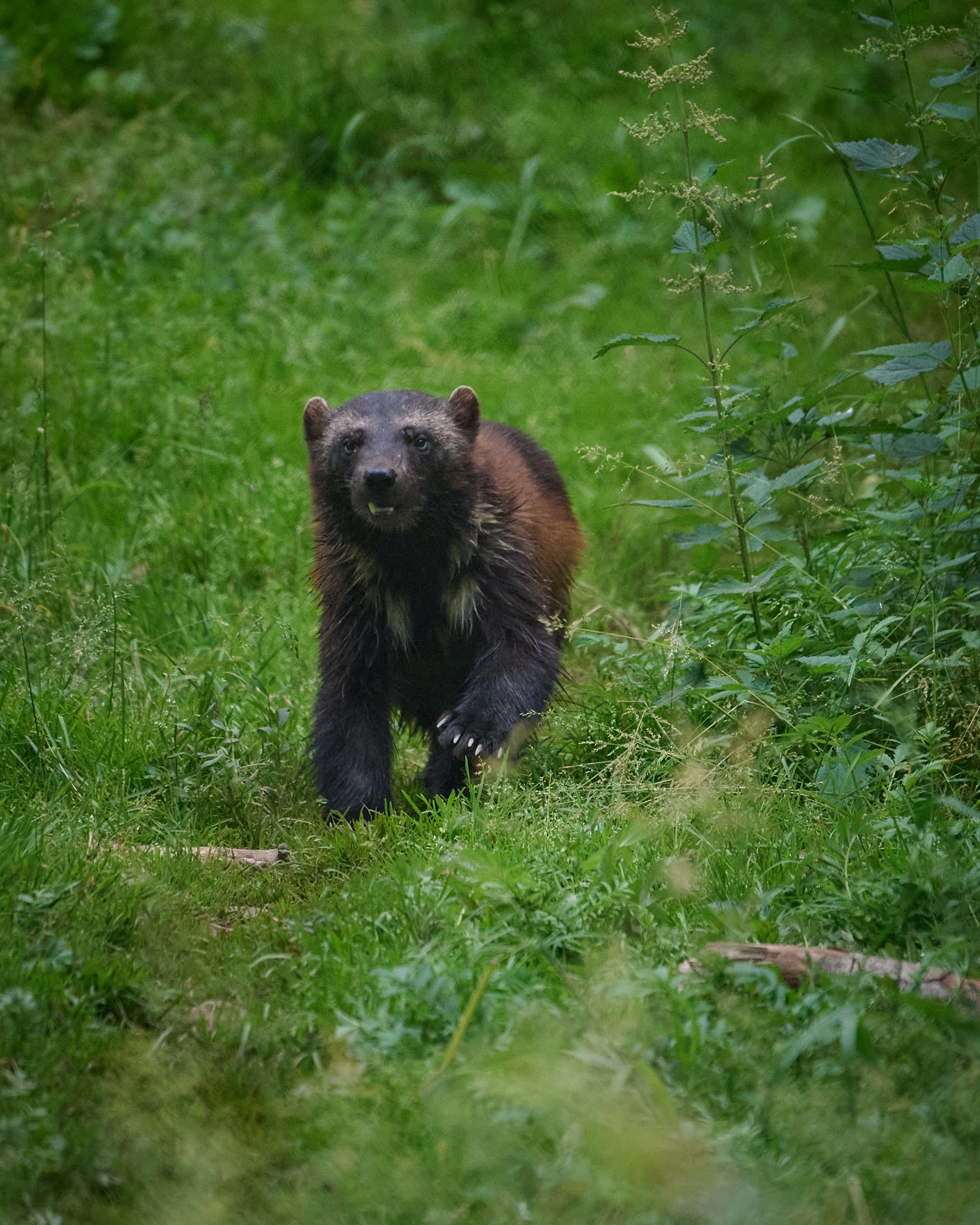 Visit Skånes Djurpark. Yuri Popkov | Photographer